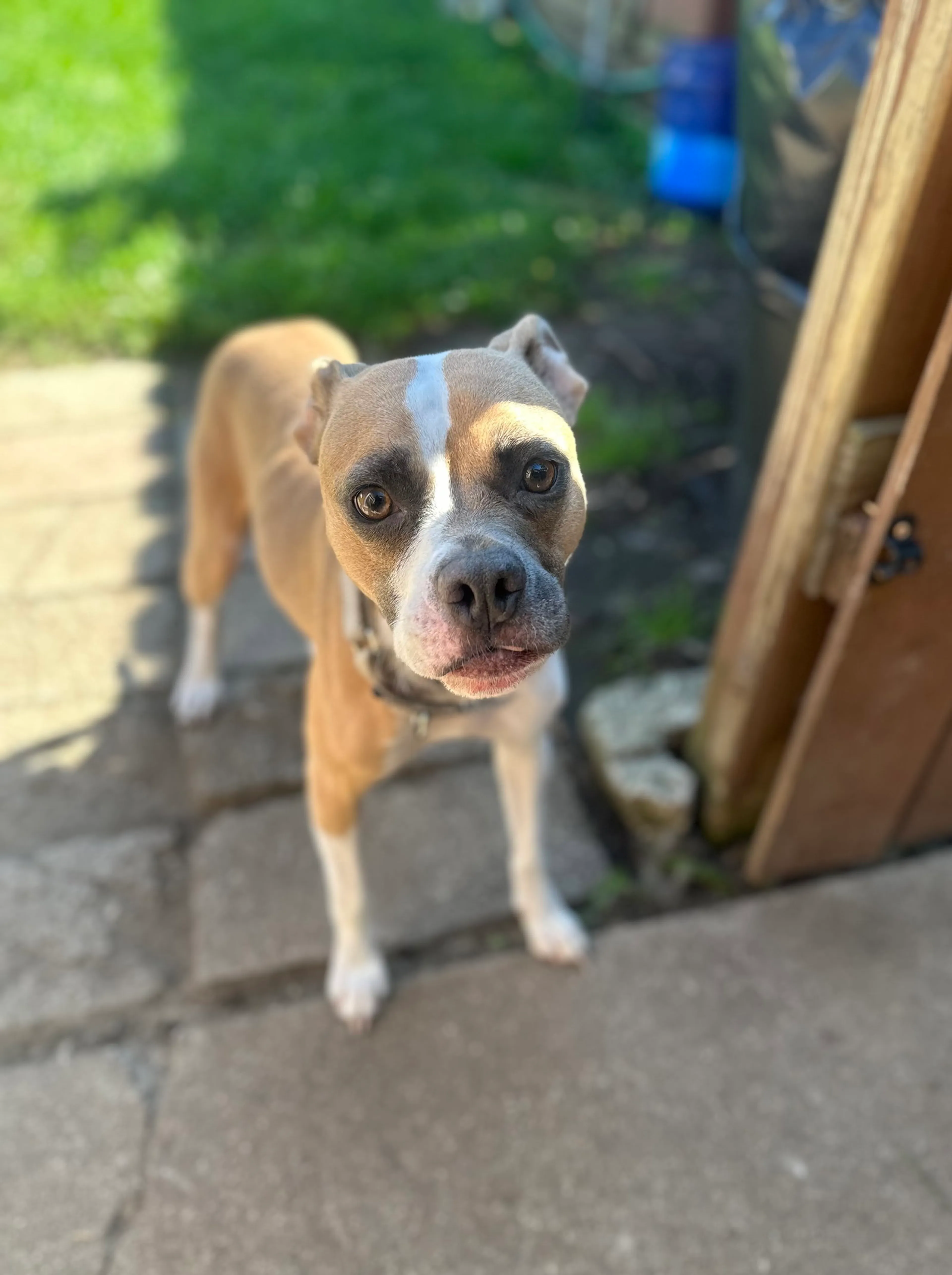 Found pet-4