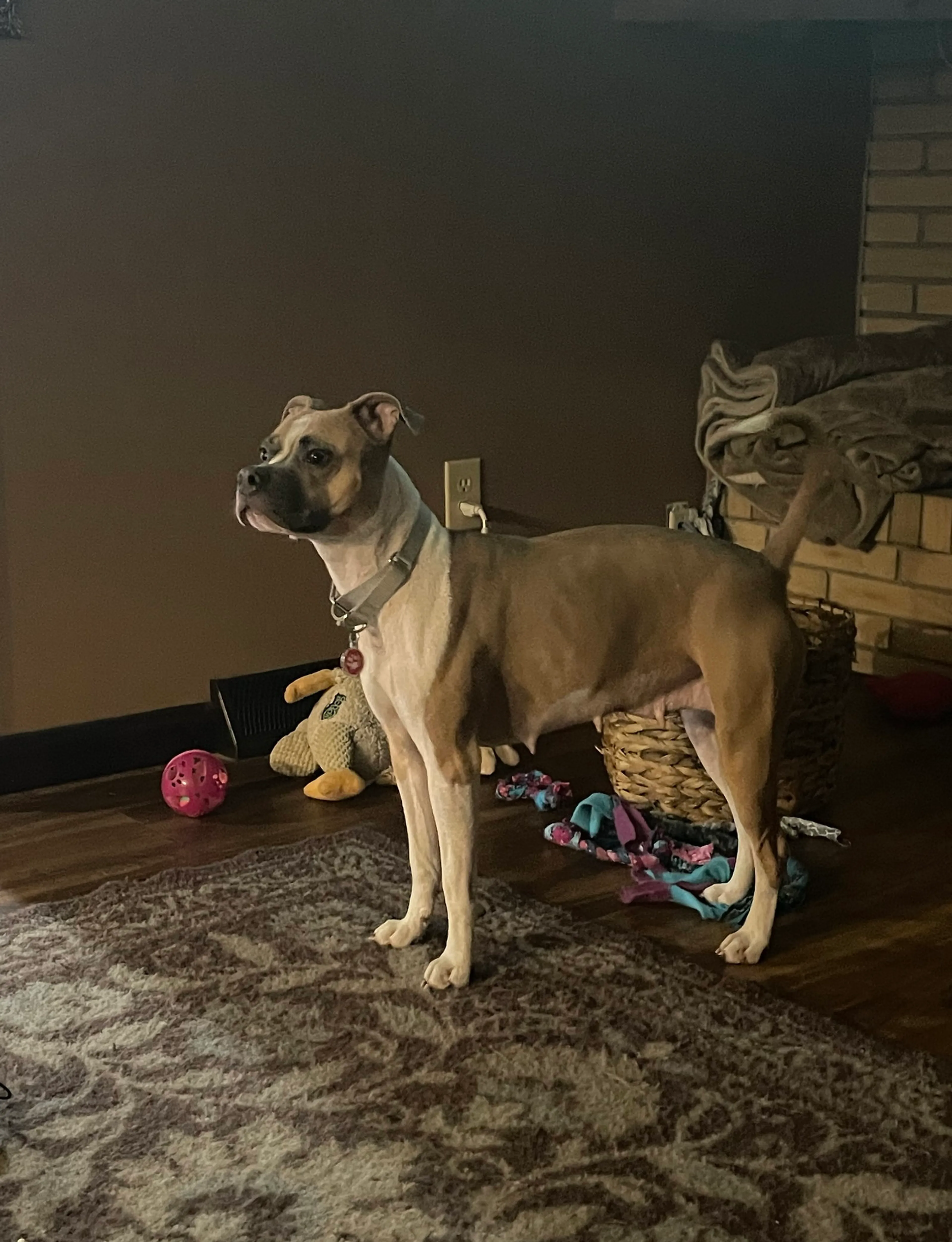 Found pet-8