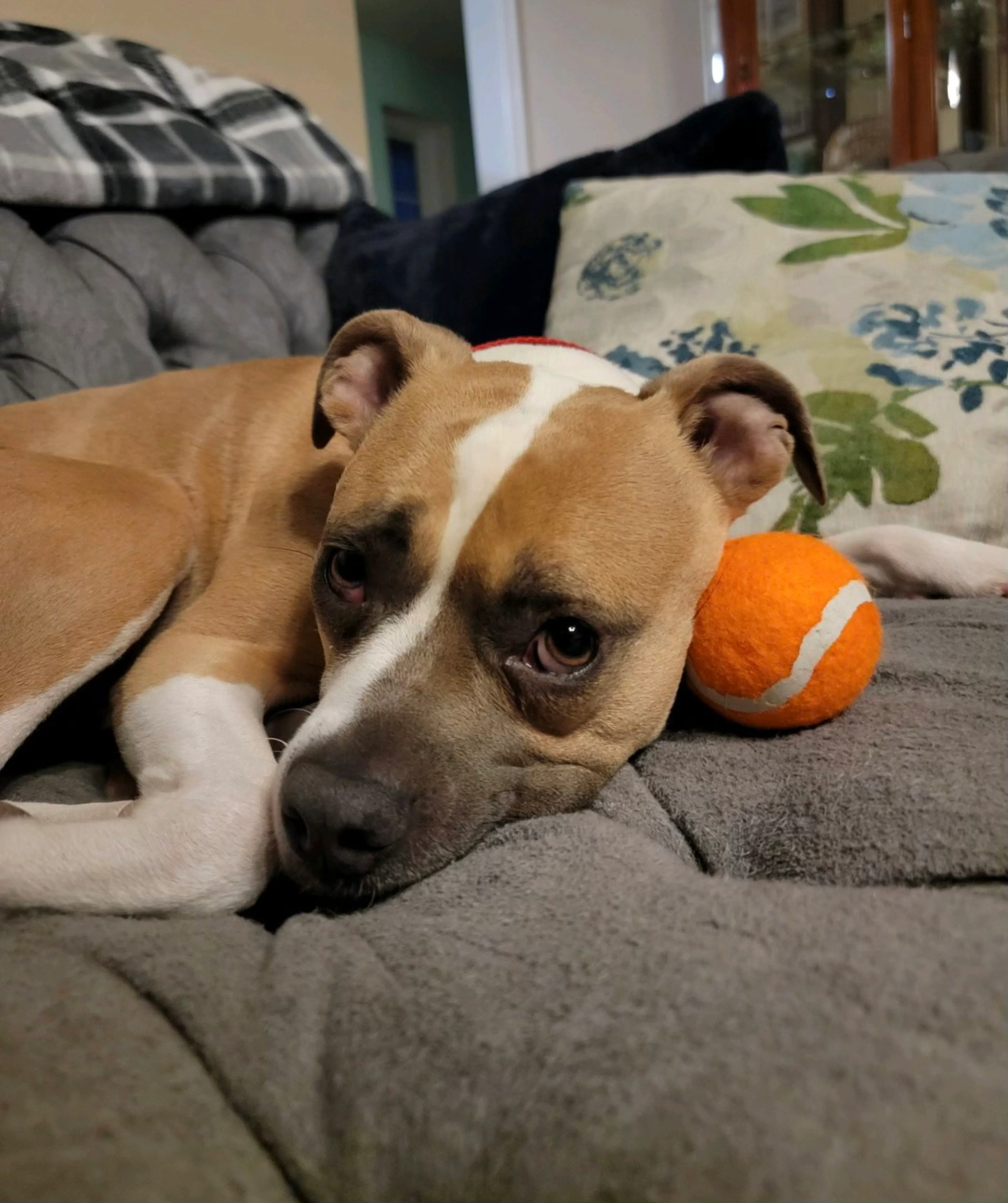 Found pet-2