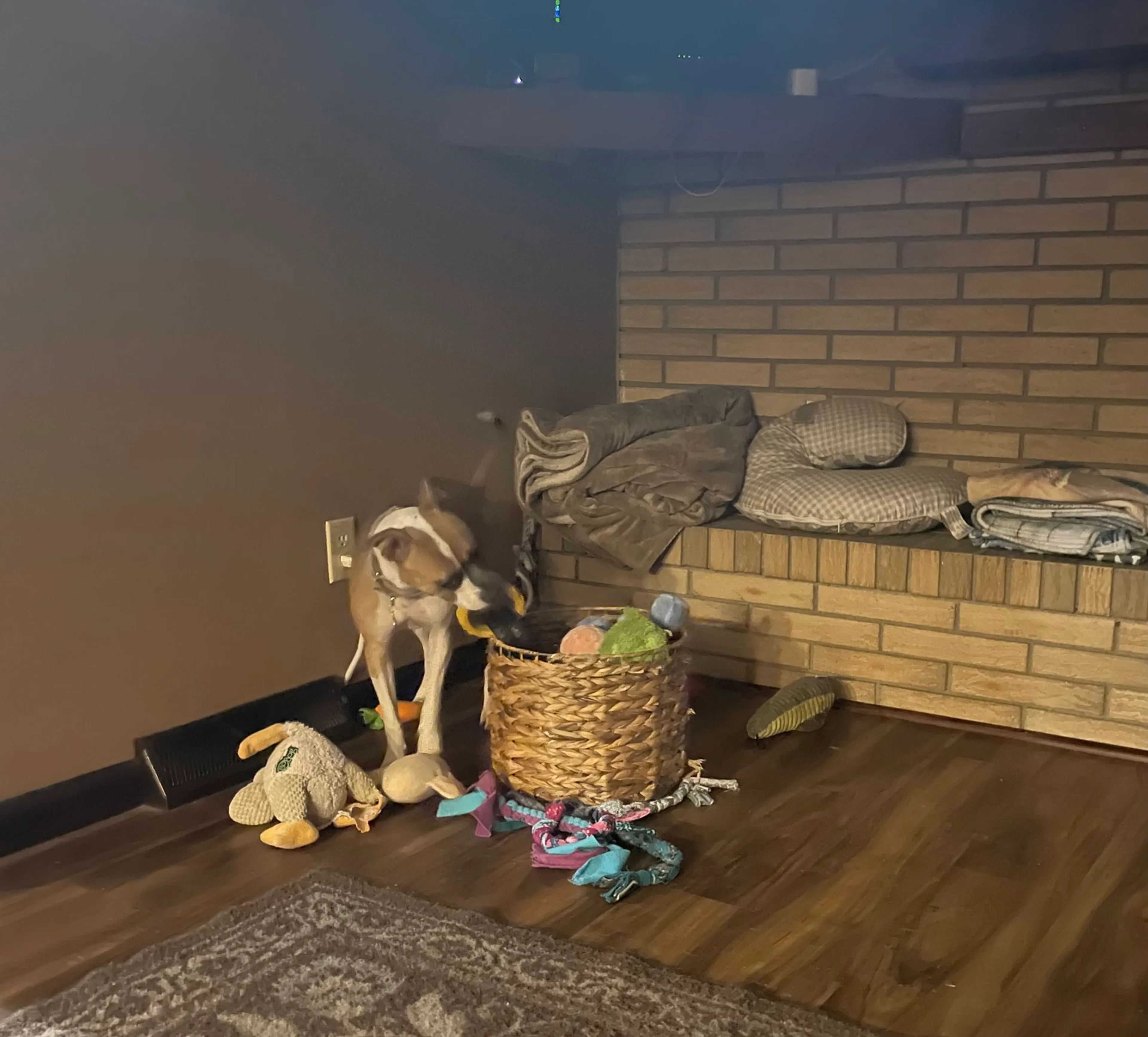 Found pet-9