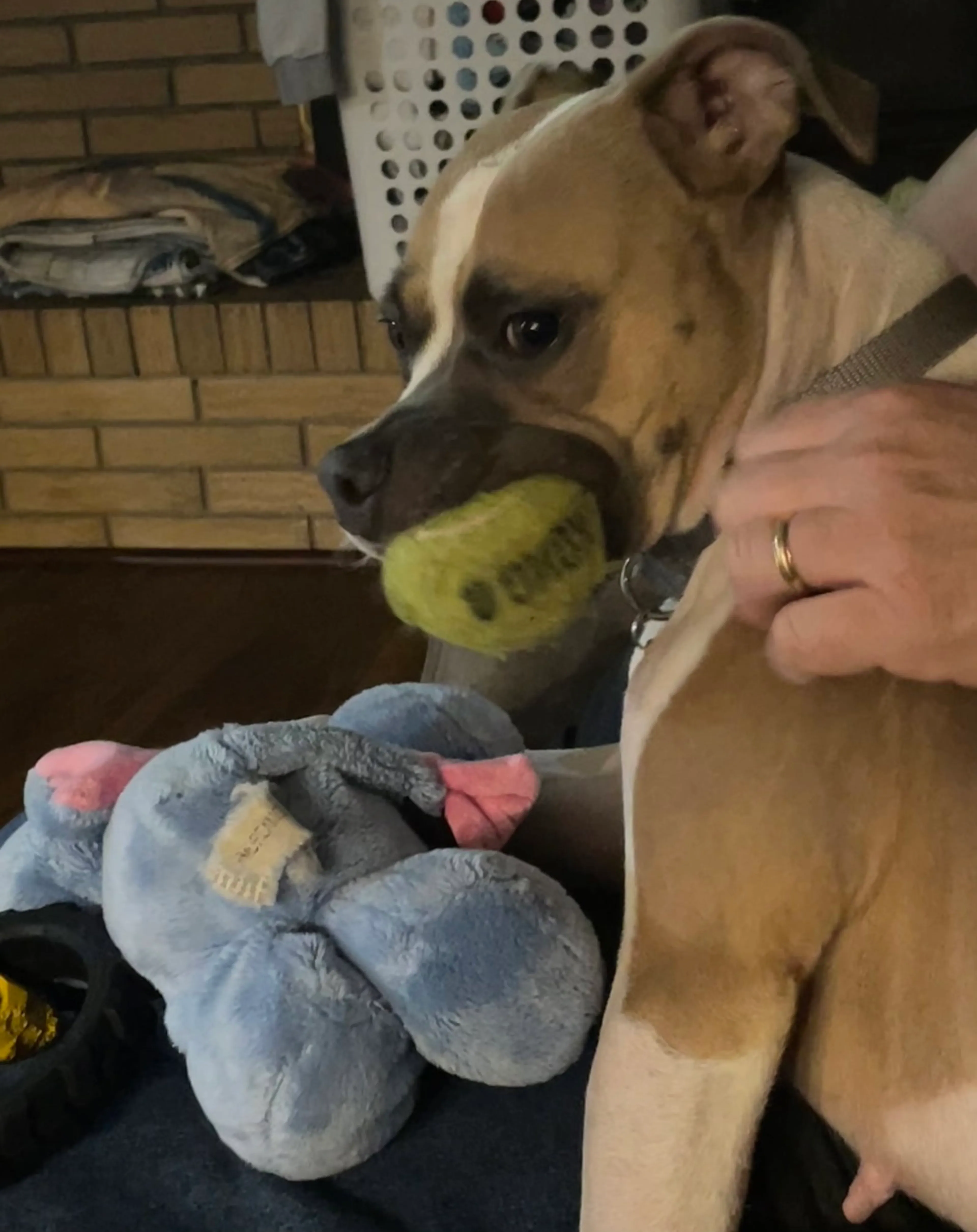 Found pet-6