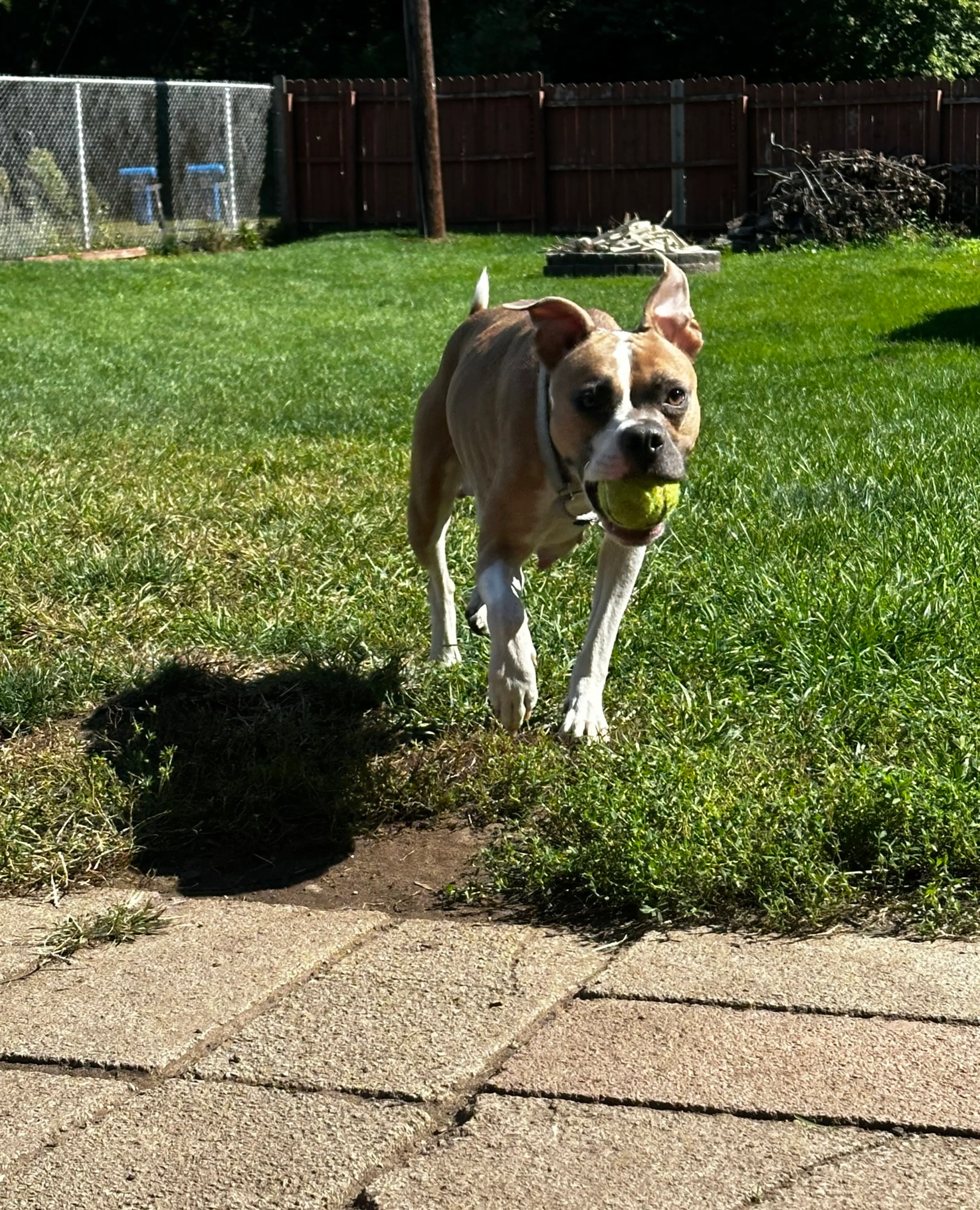 Found pet-5