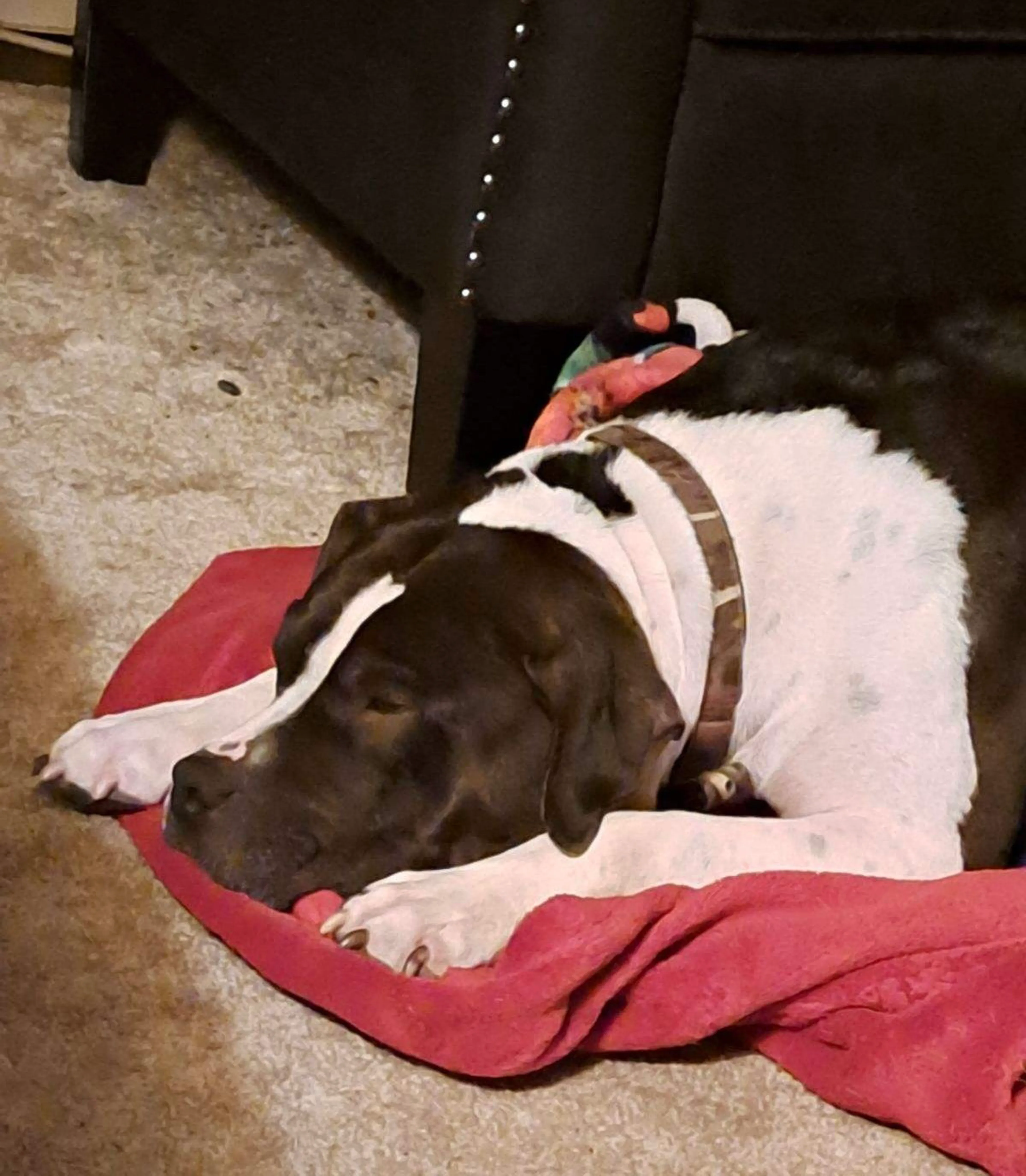 Found pet-20