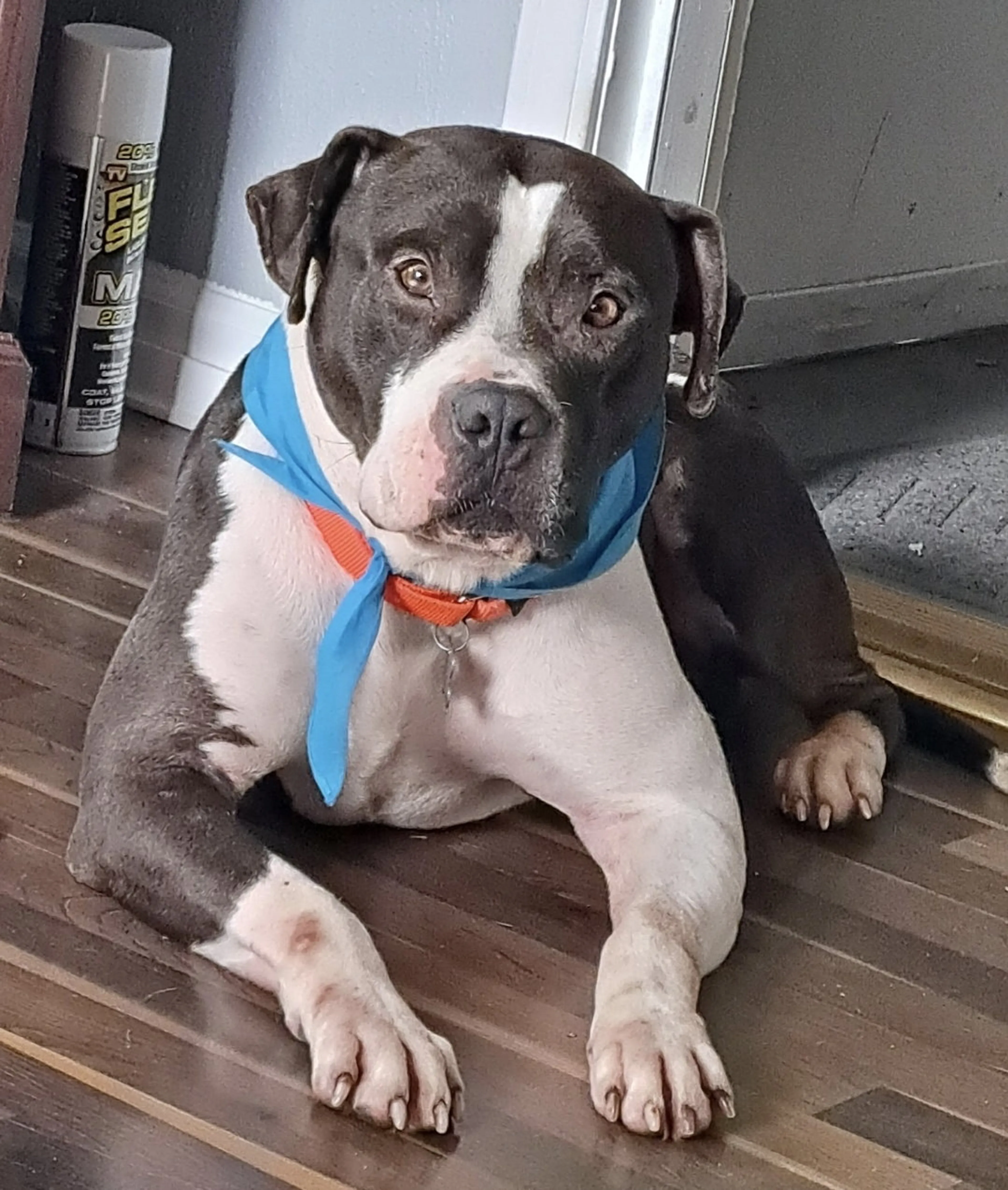 Found pet-13