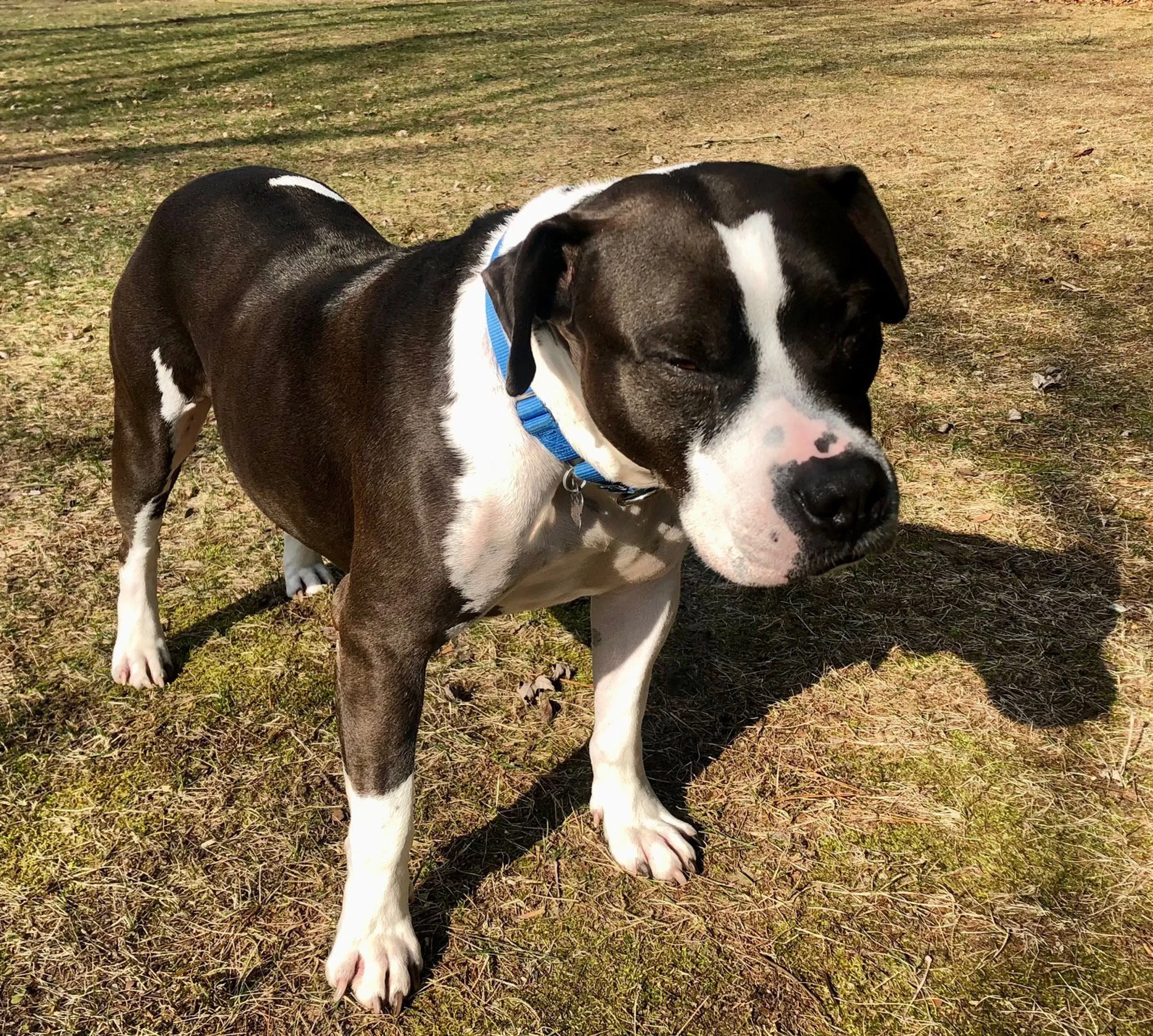 Found pet-2