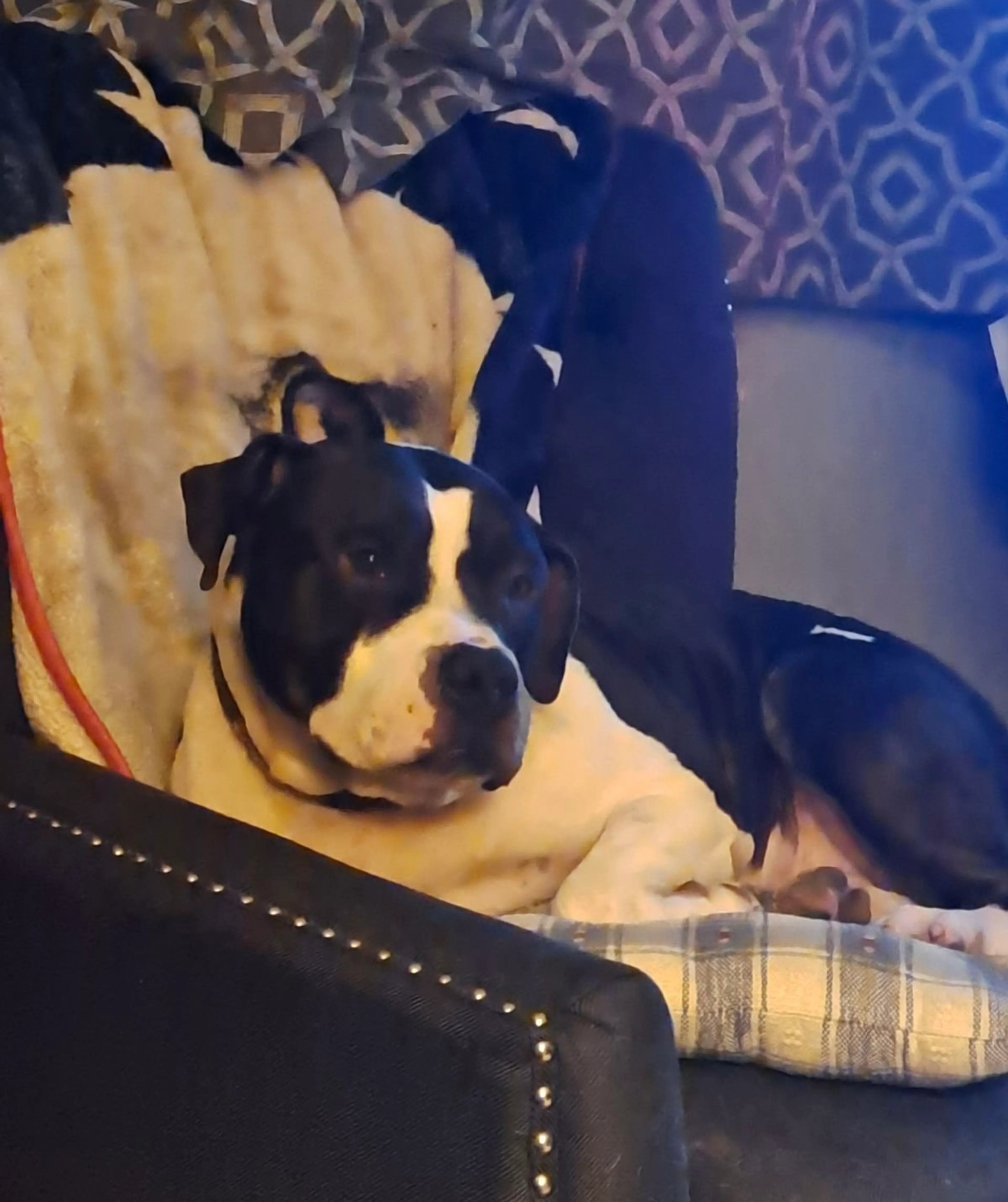 Found pet-18
