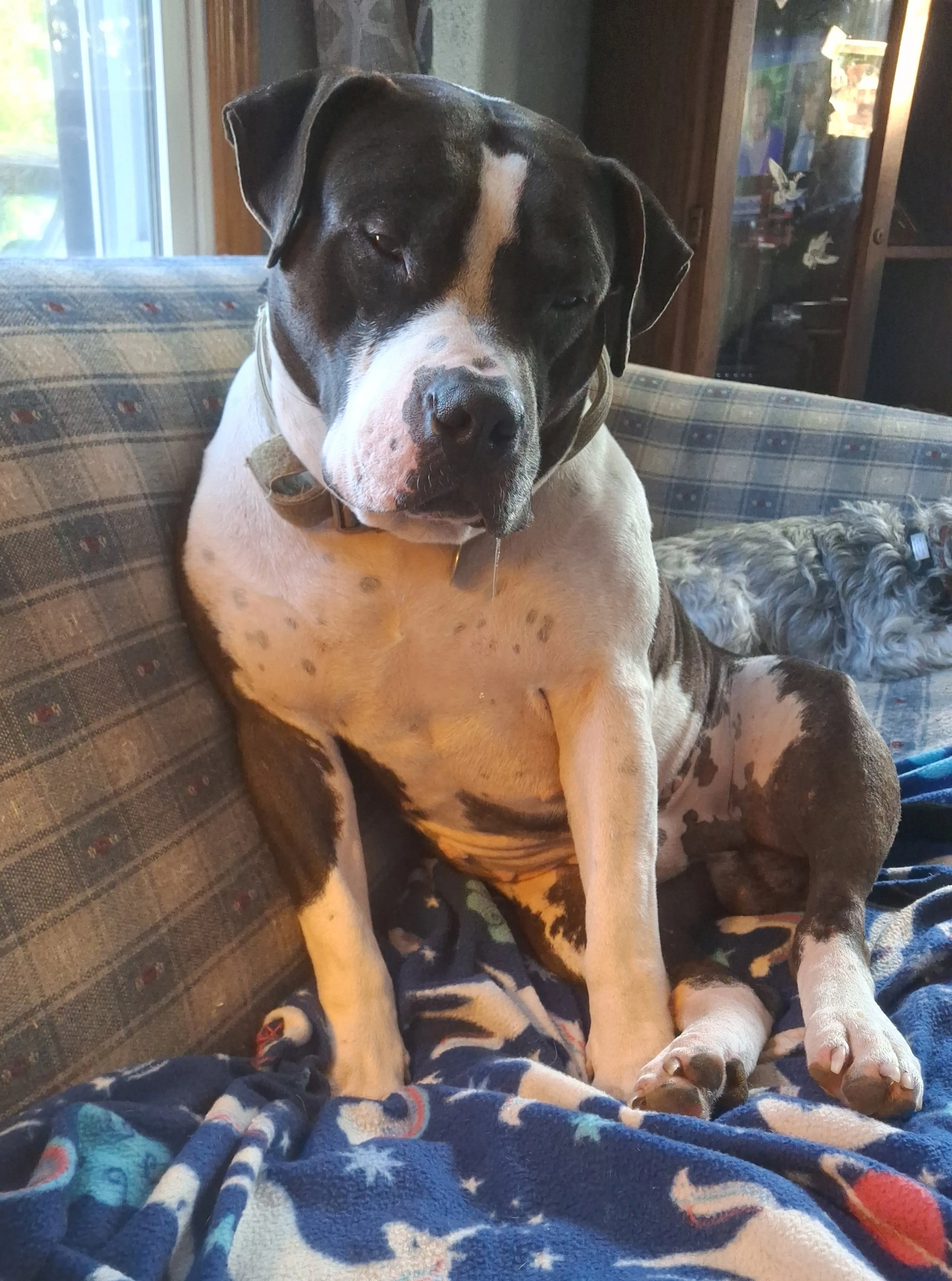 Found pet-4