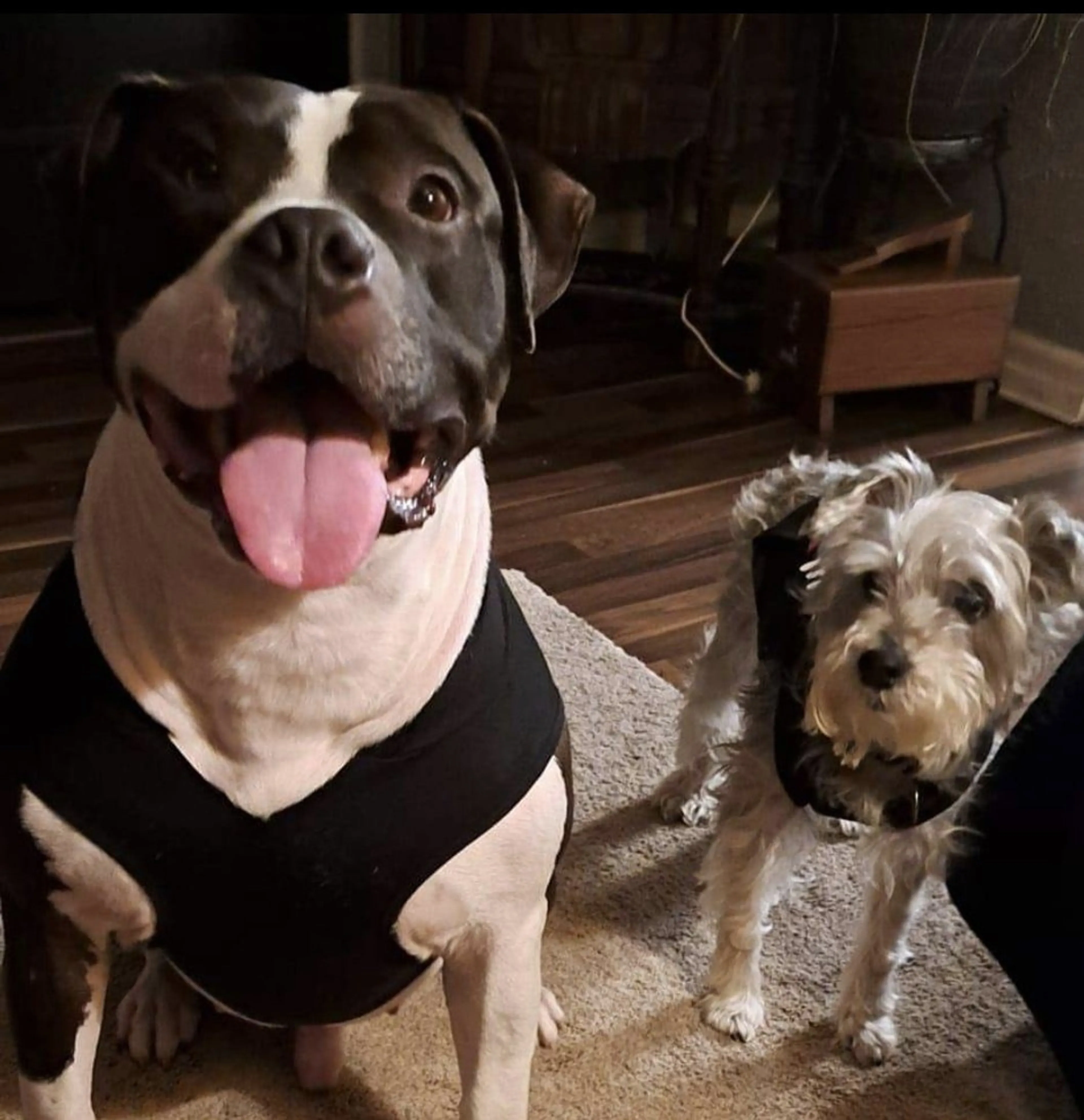 Found pet-14