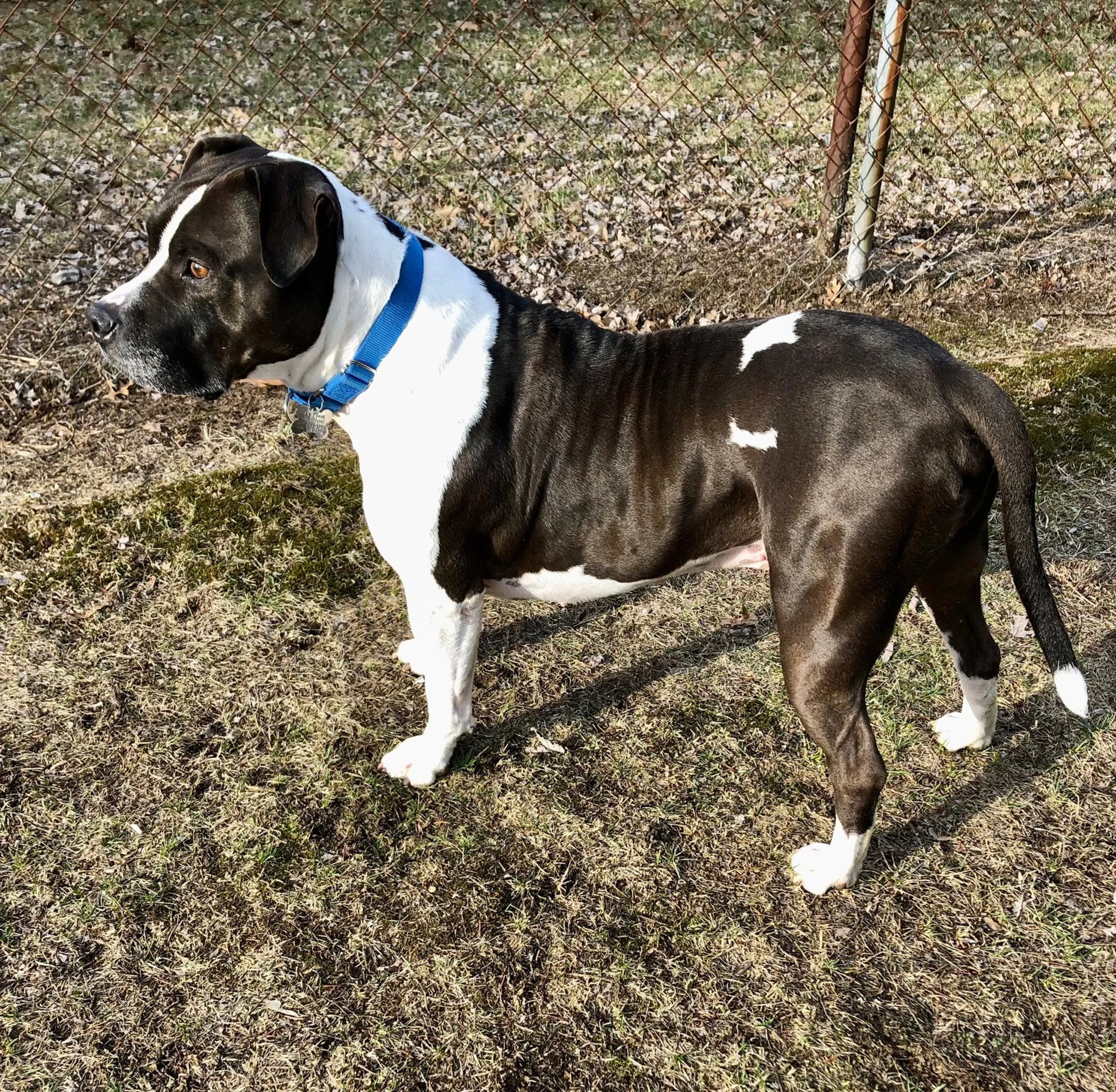 Found pet-1