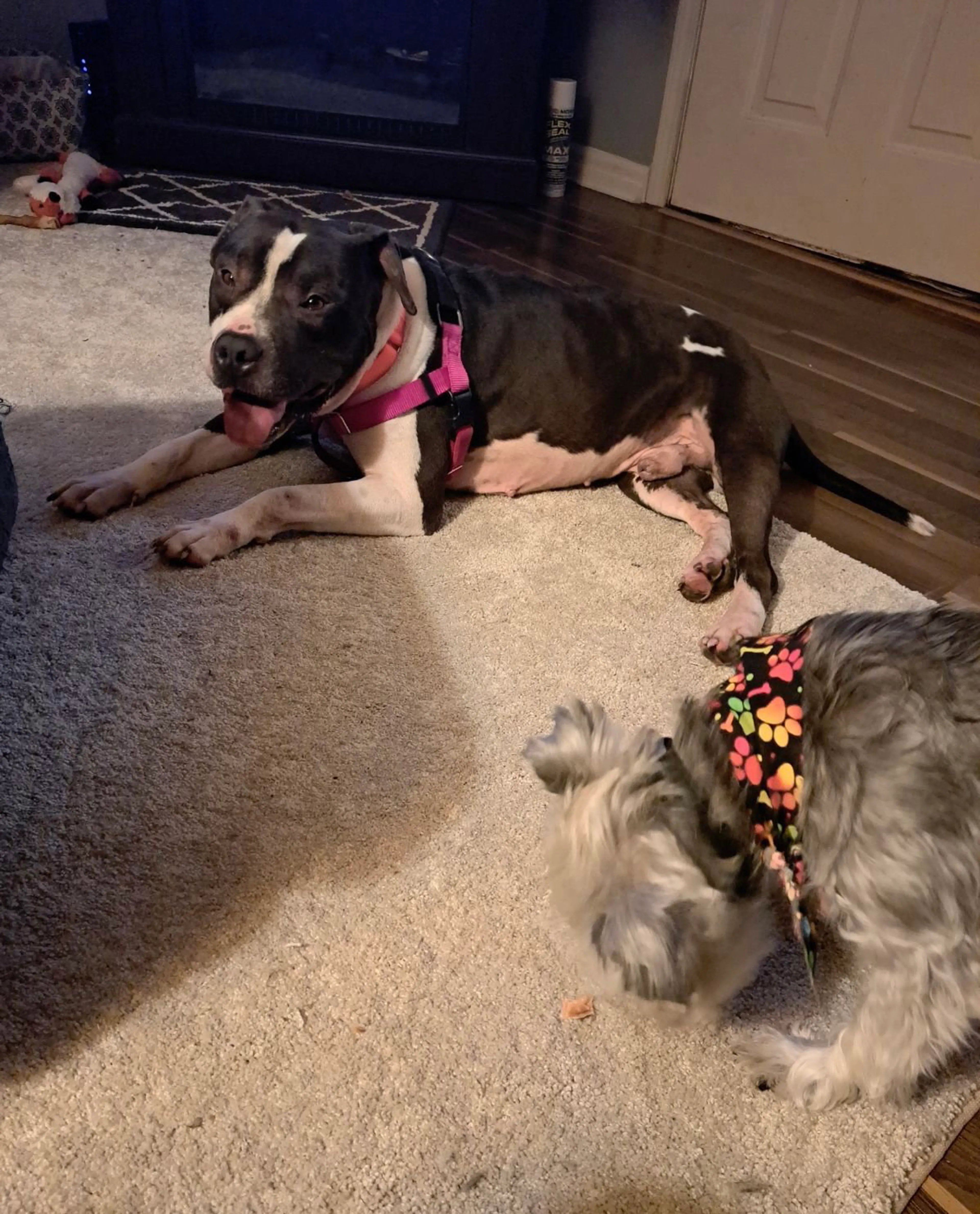 Found pet-24