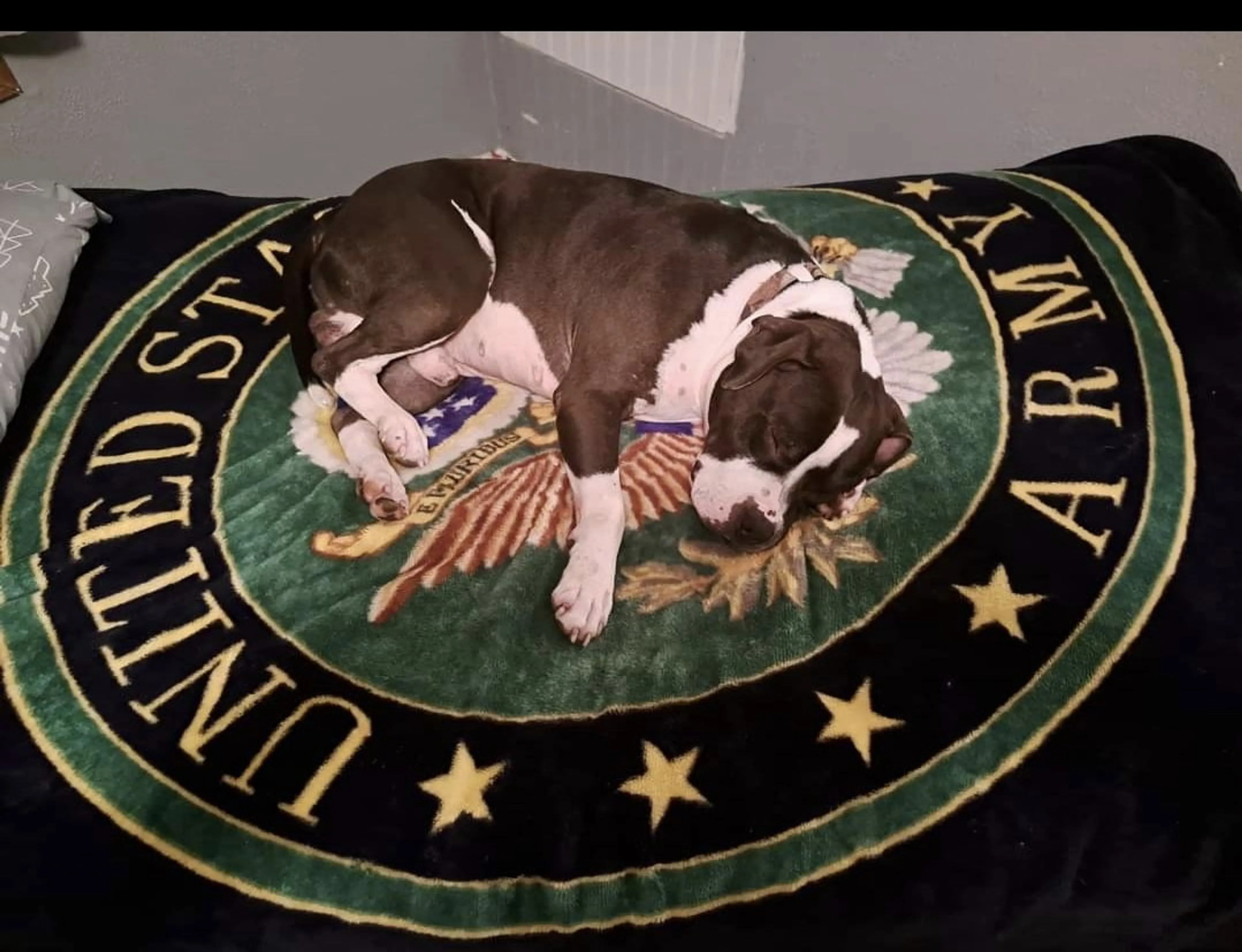 Found pet-12