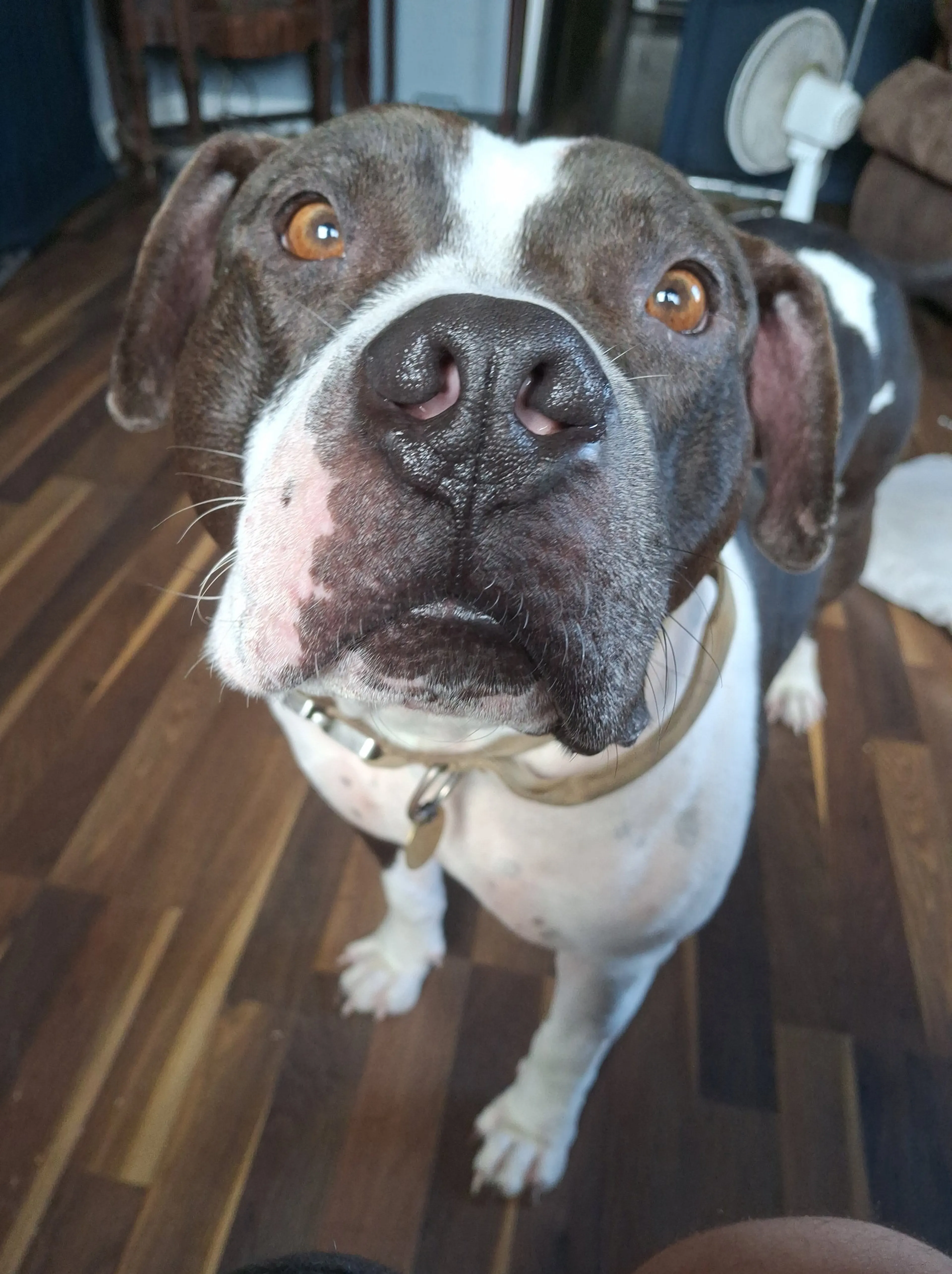 Found pet-5