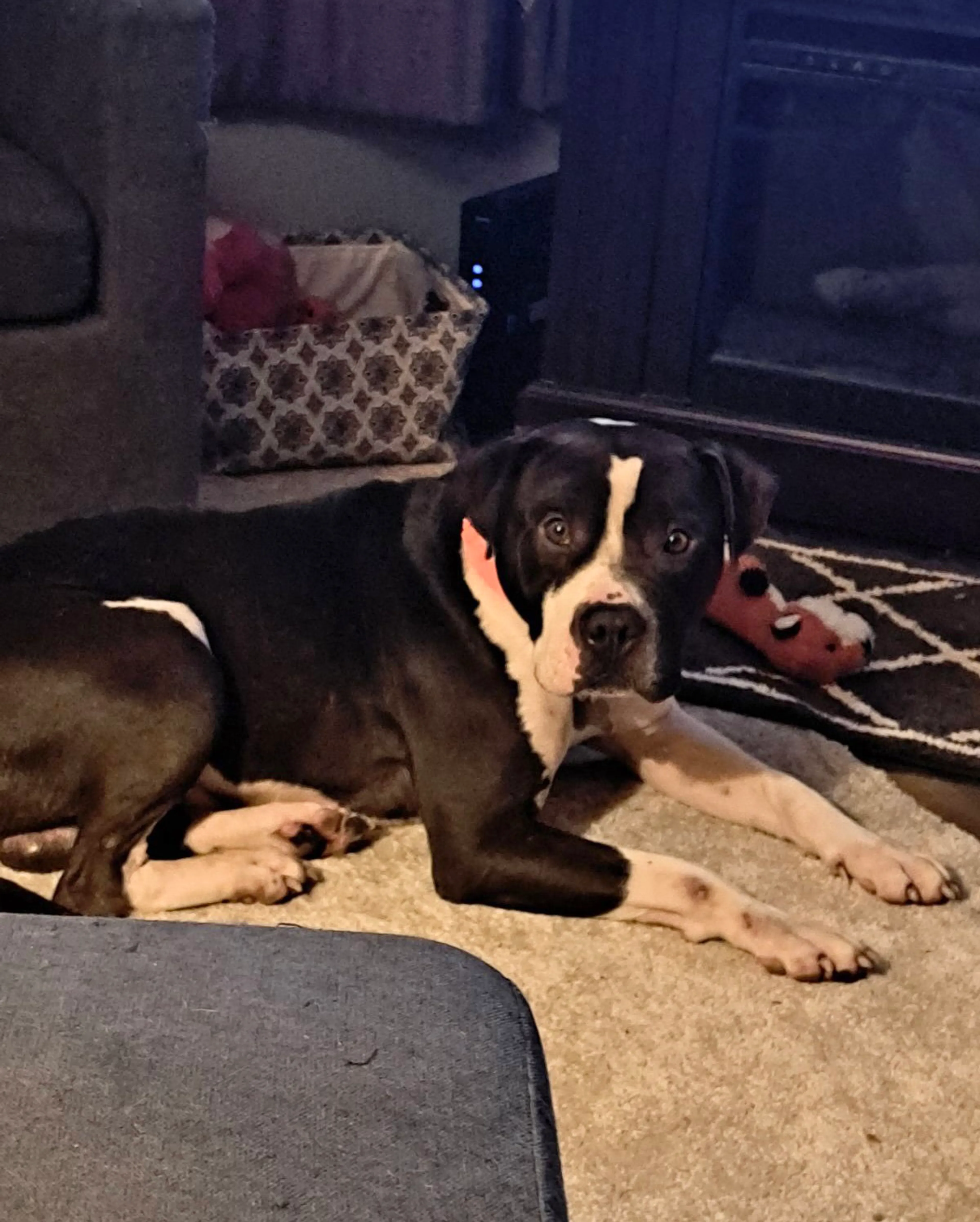 Found pet-23