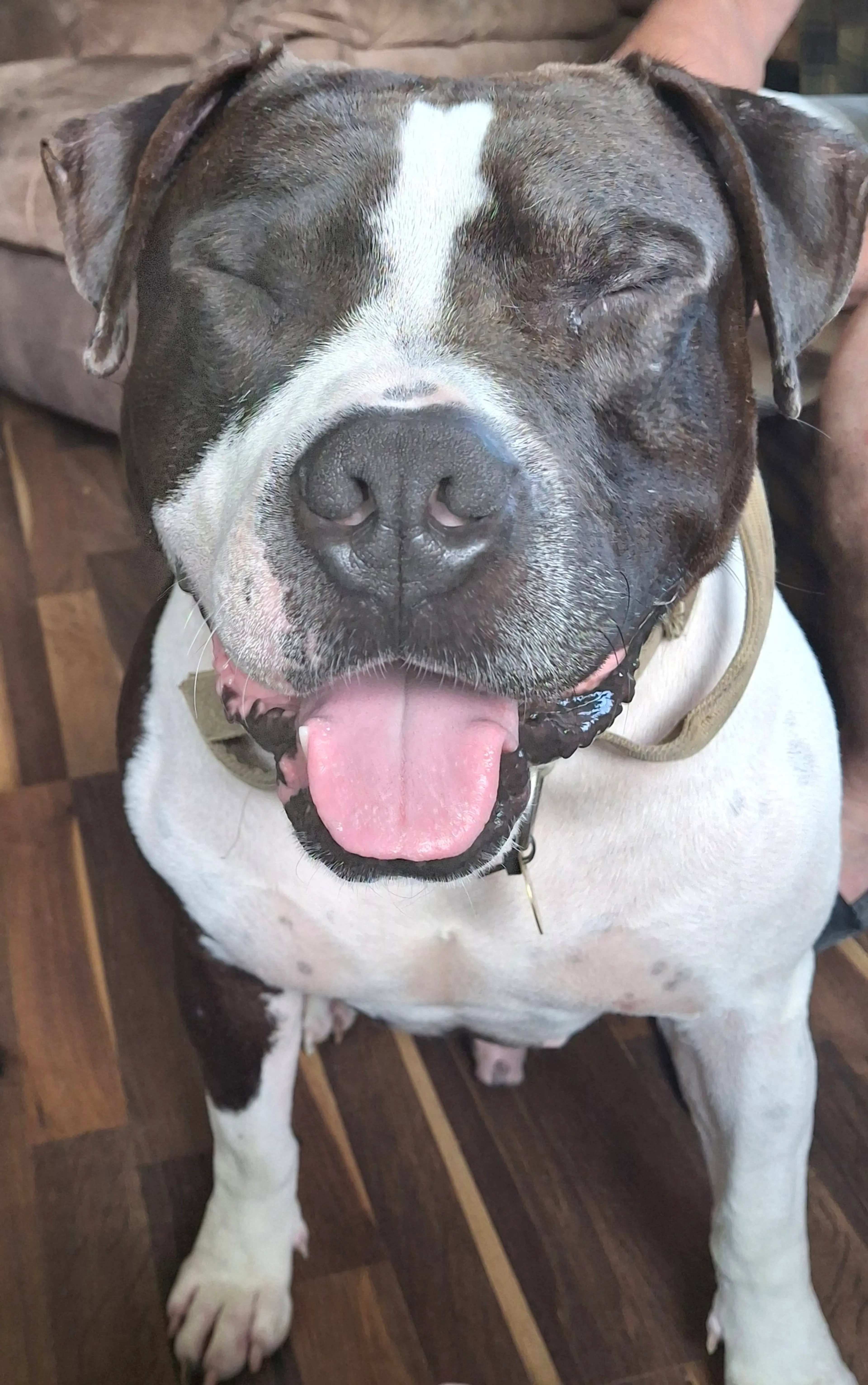 Found pet-9