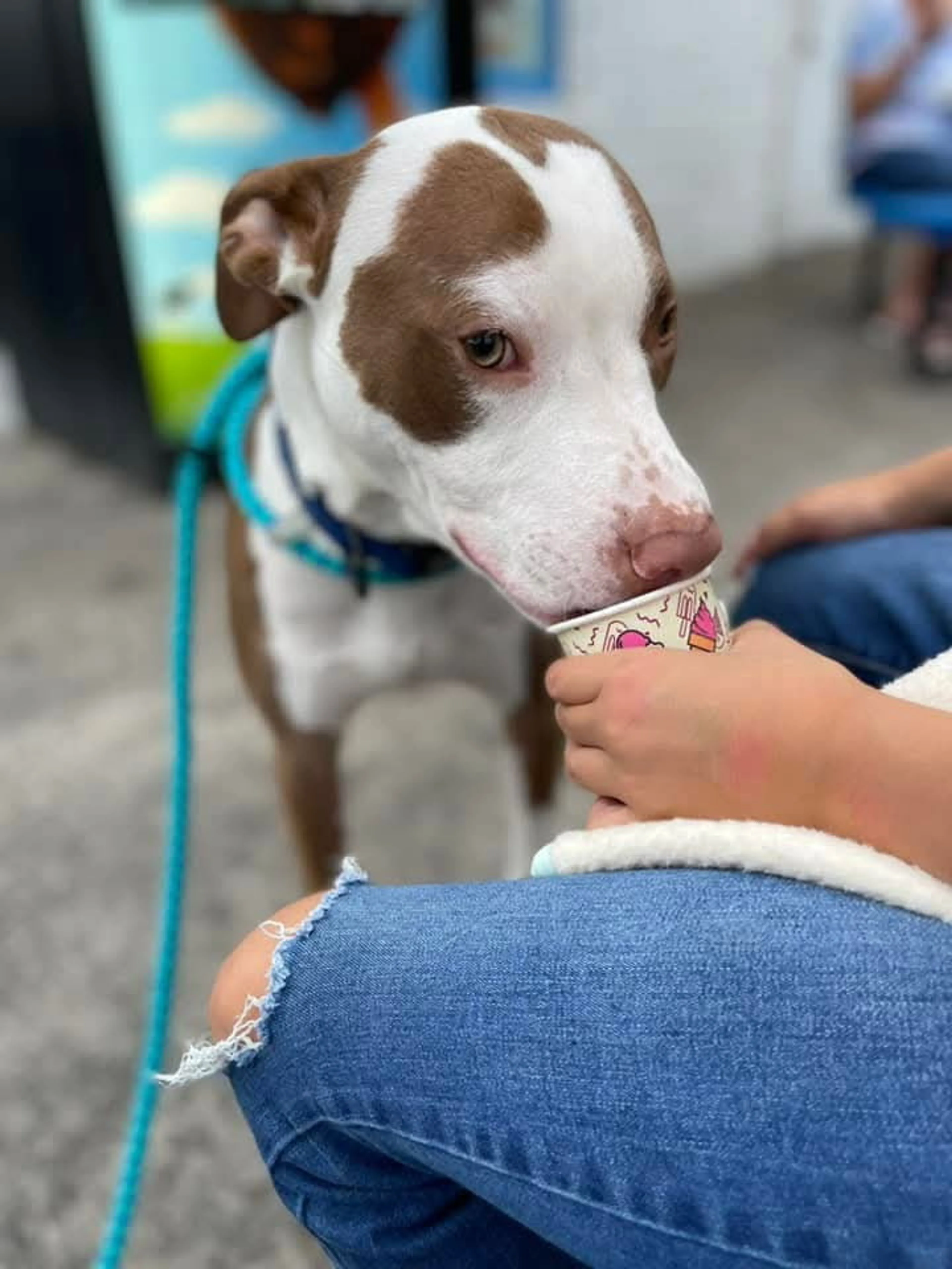 Found pet-1