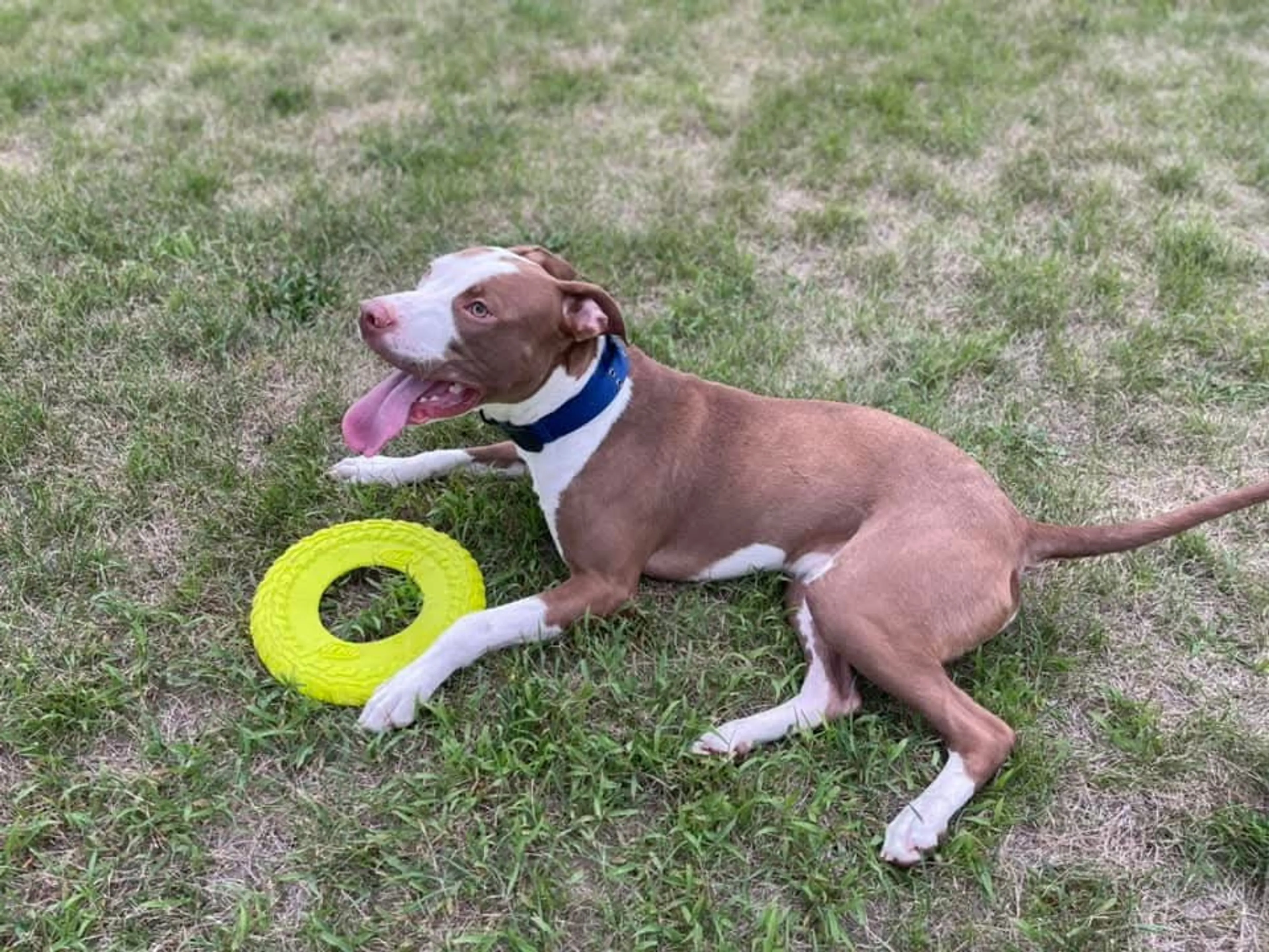 Found pet-2