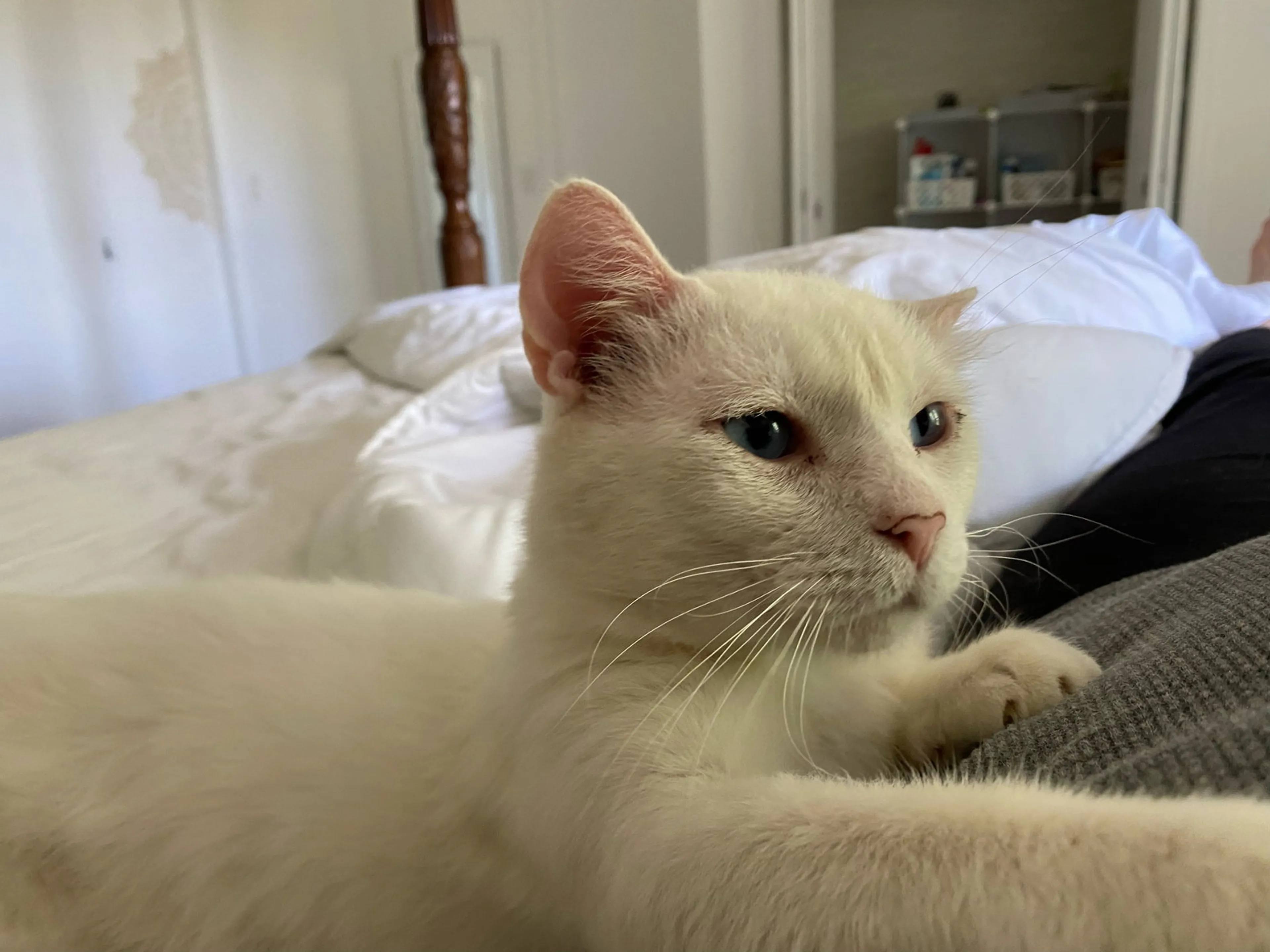 Found pet-4
