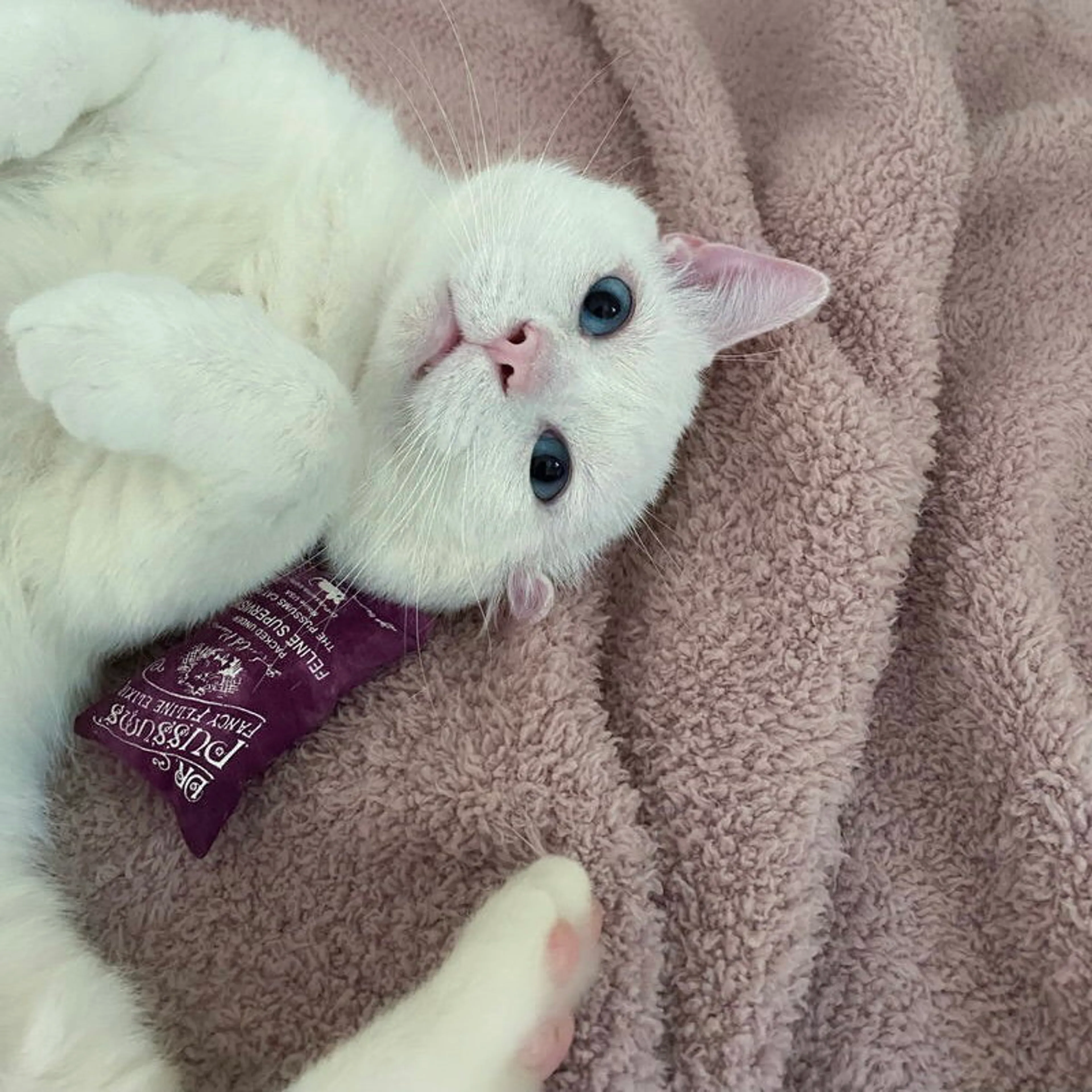 Found pet-1