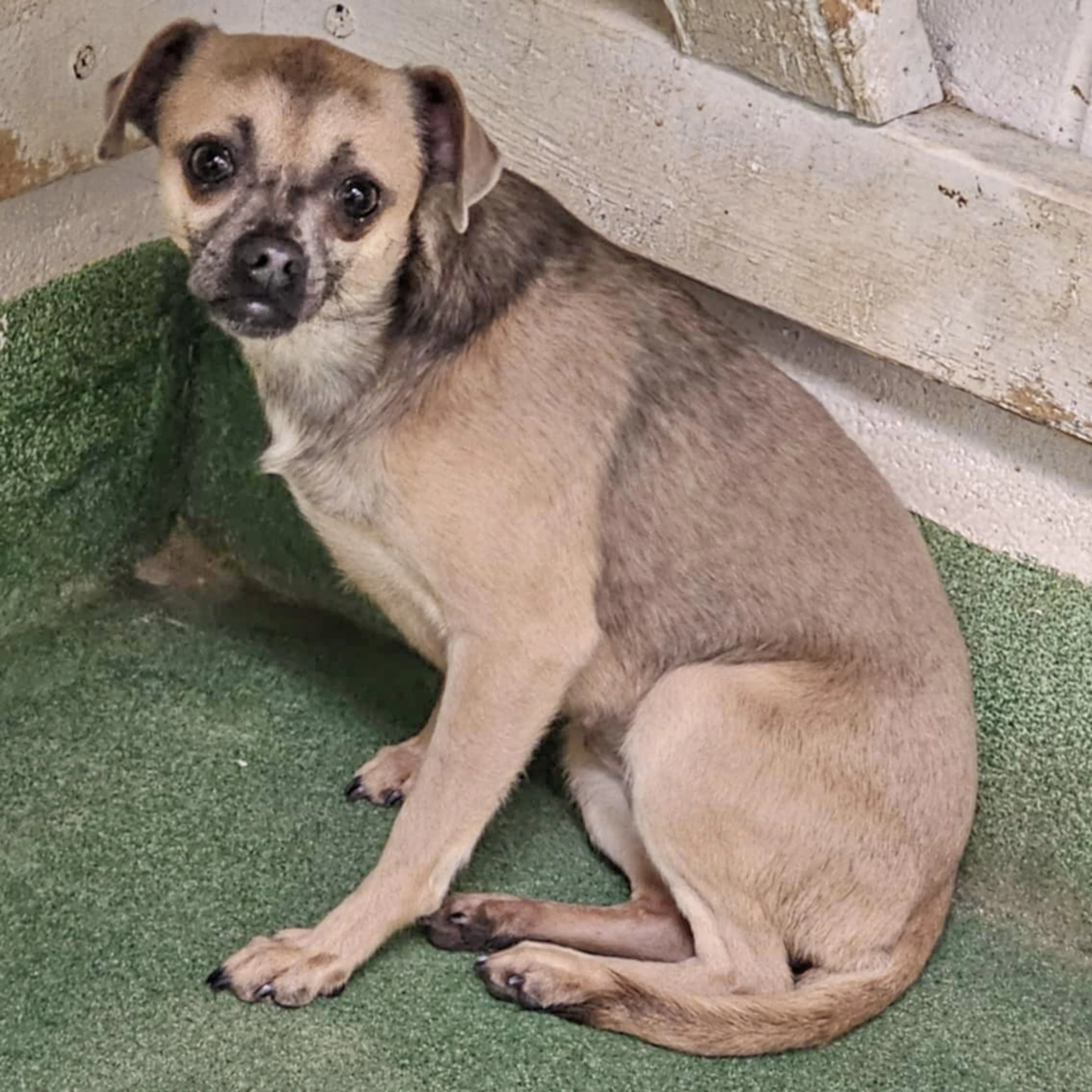 Found pet-3