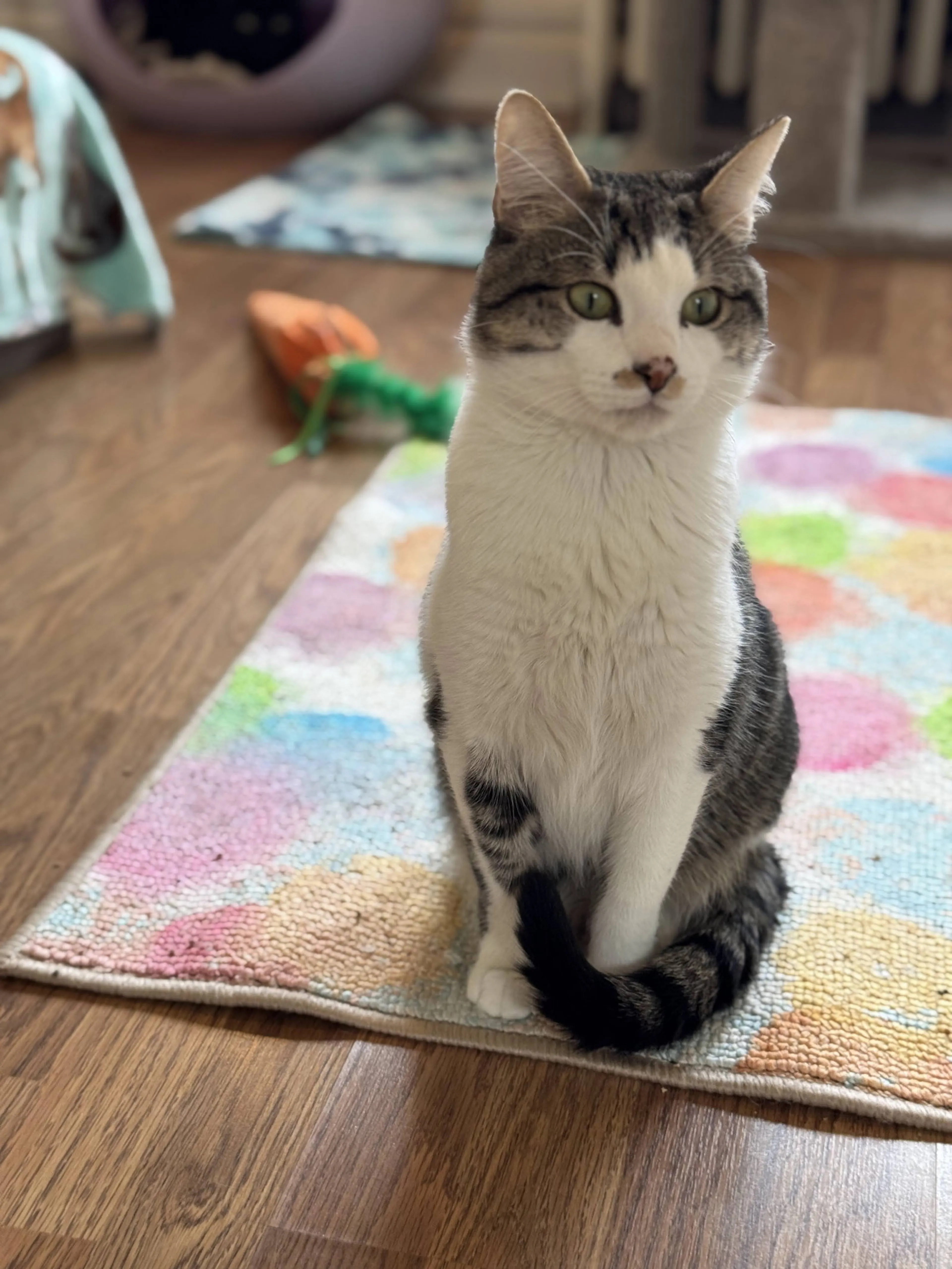 Found pet-4
