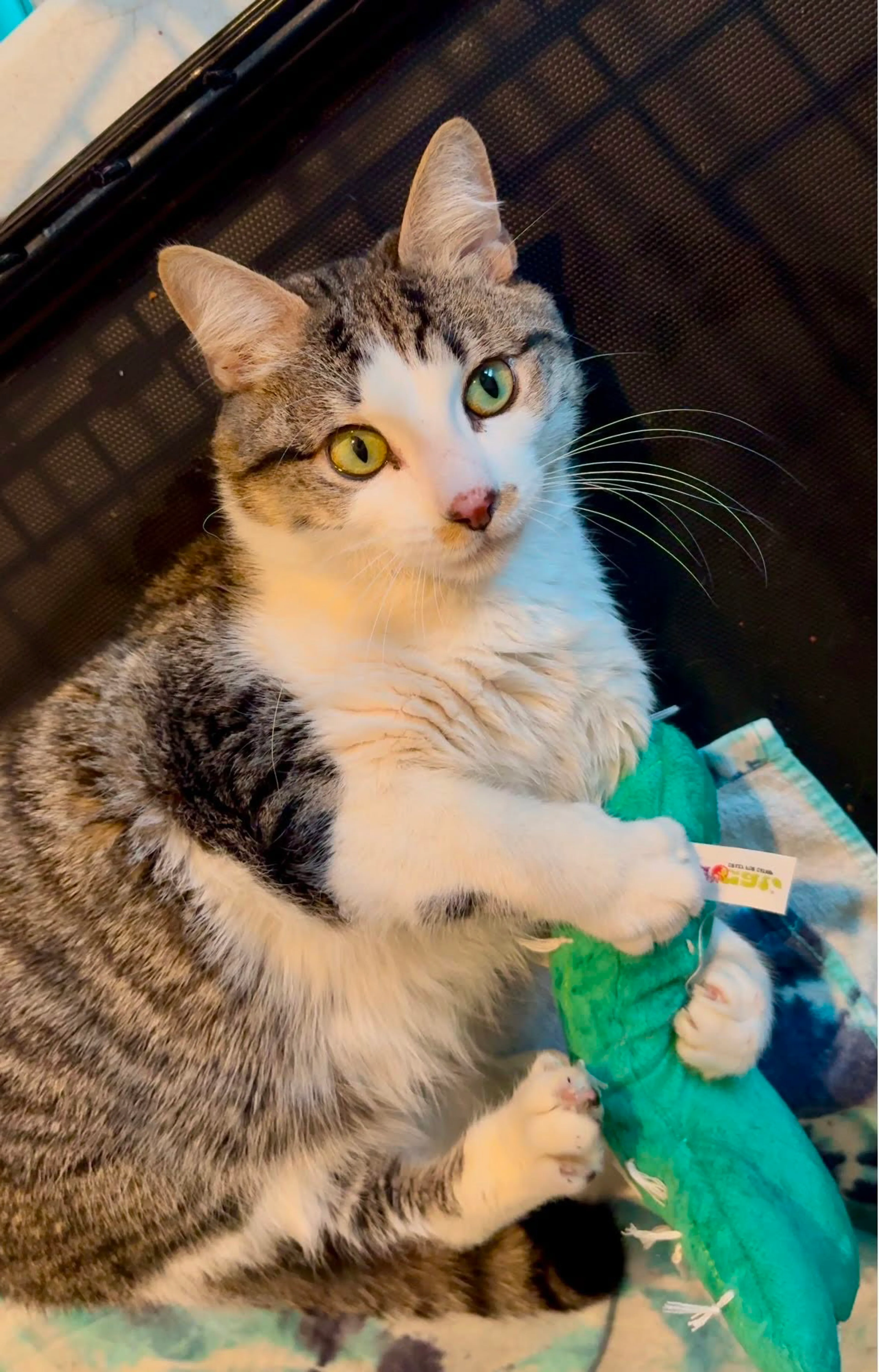 Found pet-5