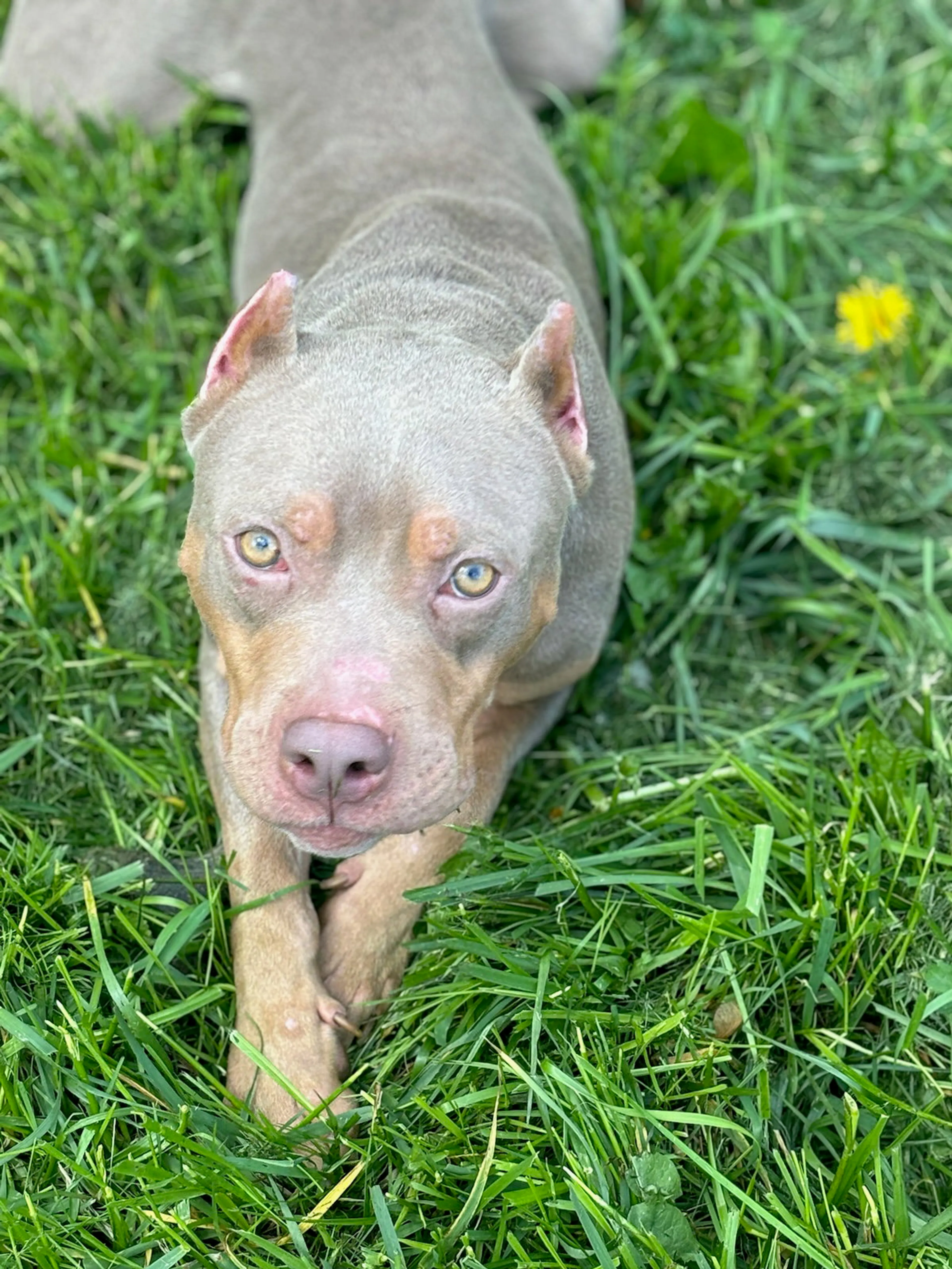Found pet-2