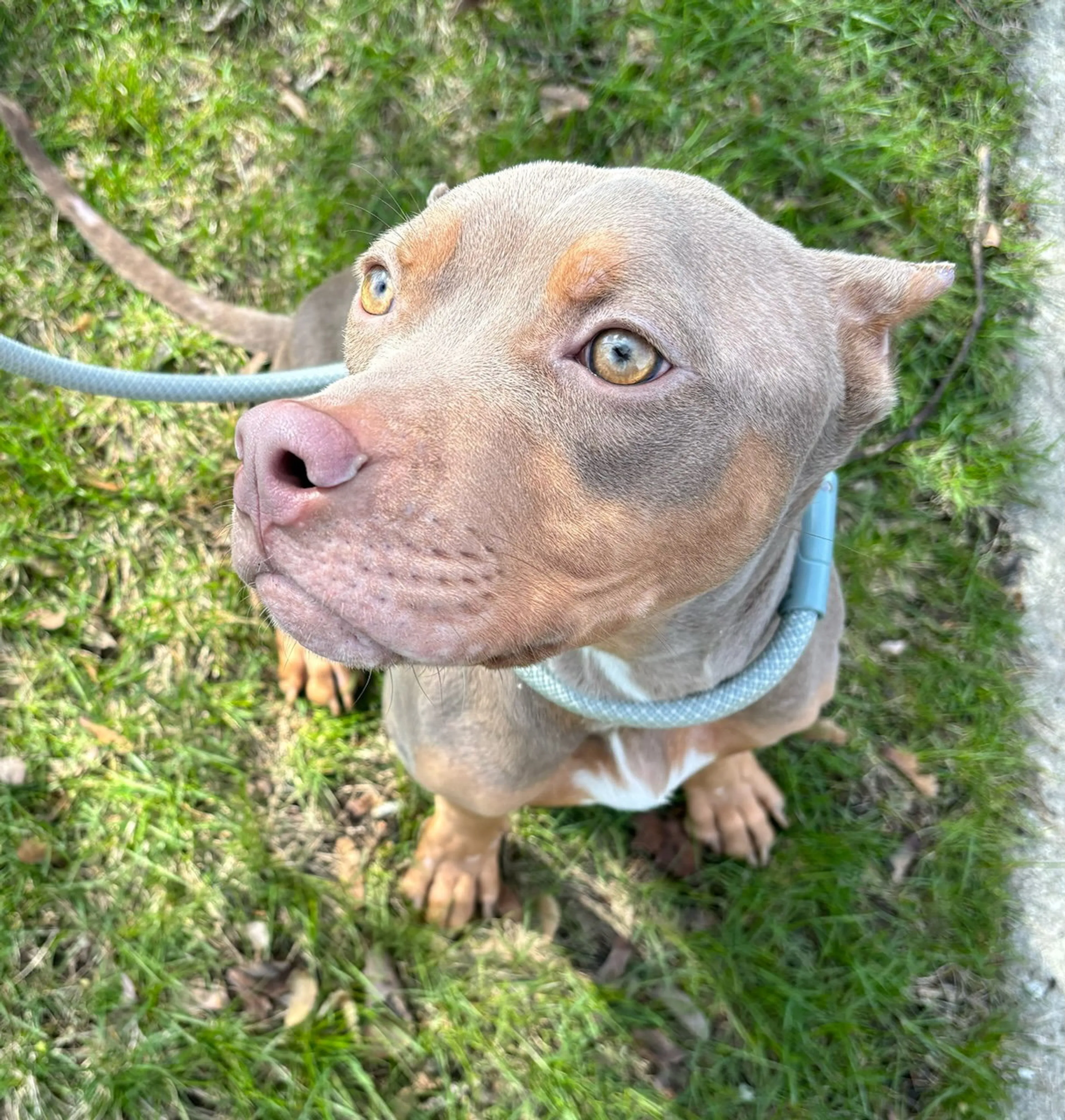 Found pet-1