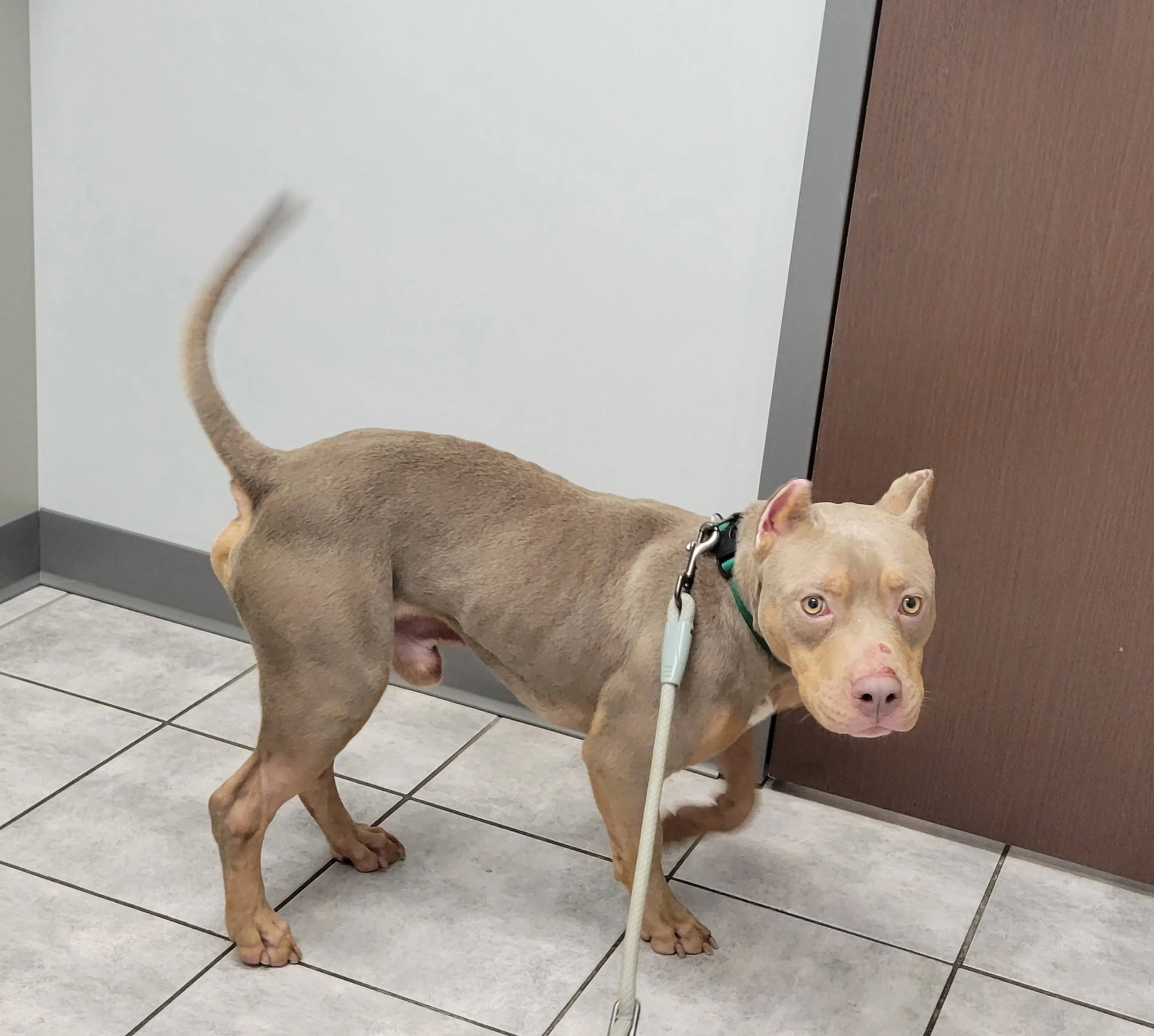 Found pet-3