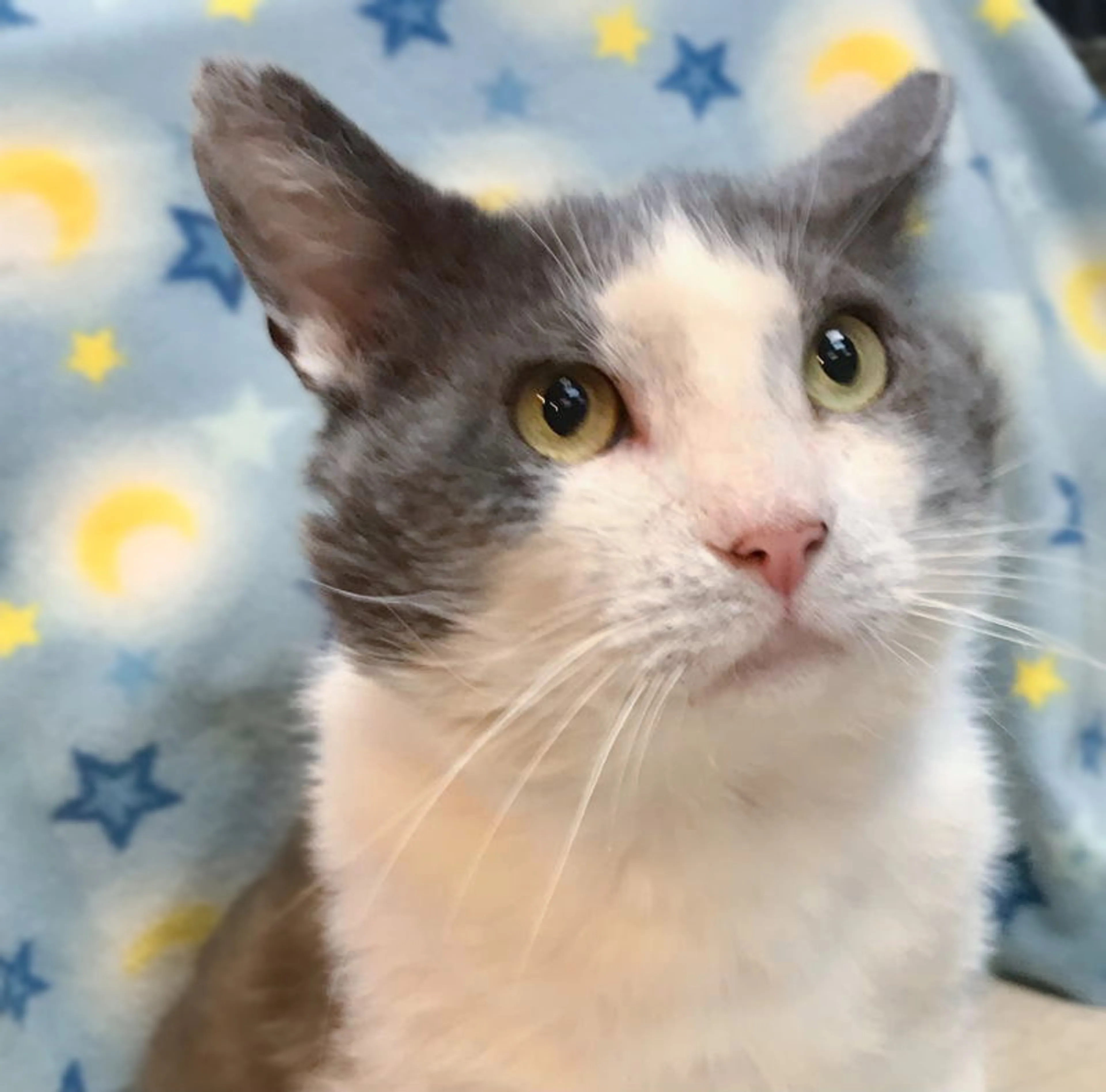 Found pet-4
