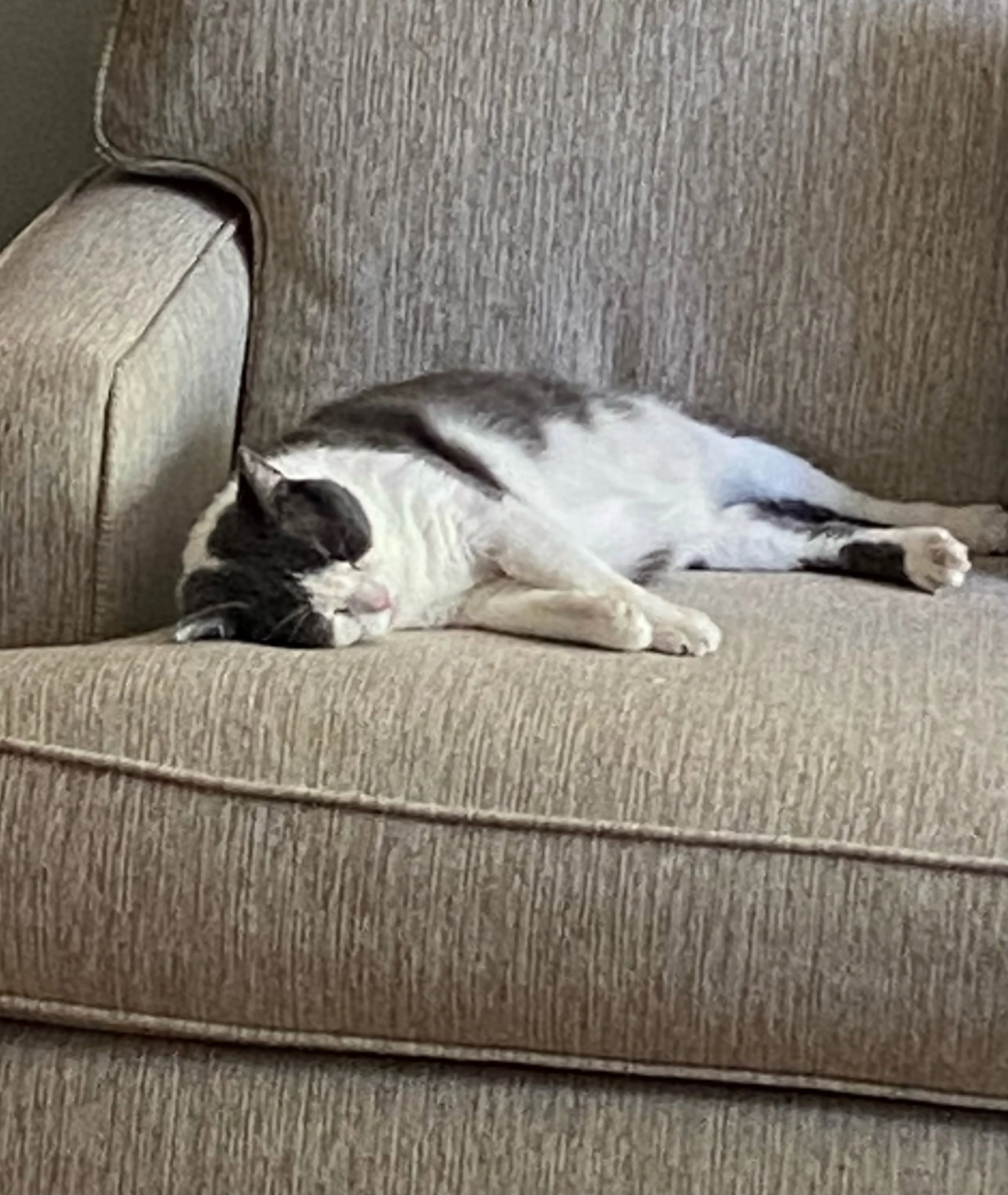 Found pet-5