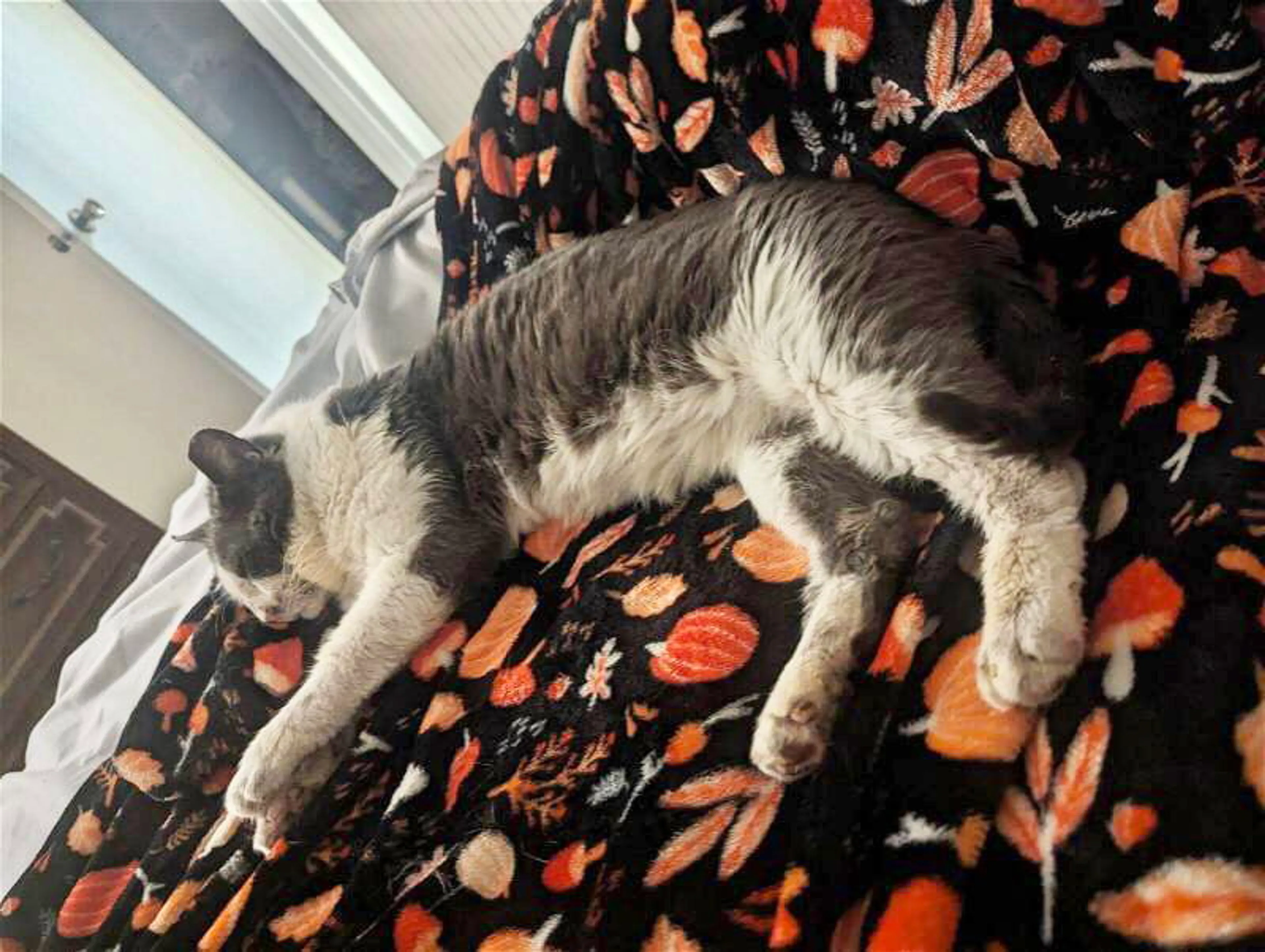 Found pet-7