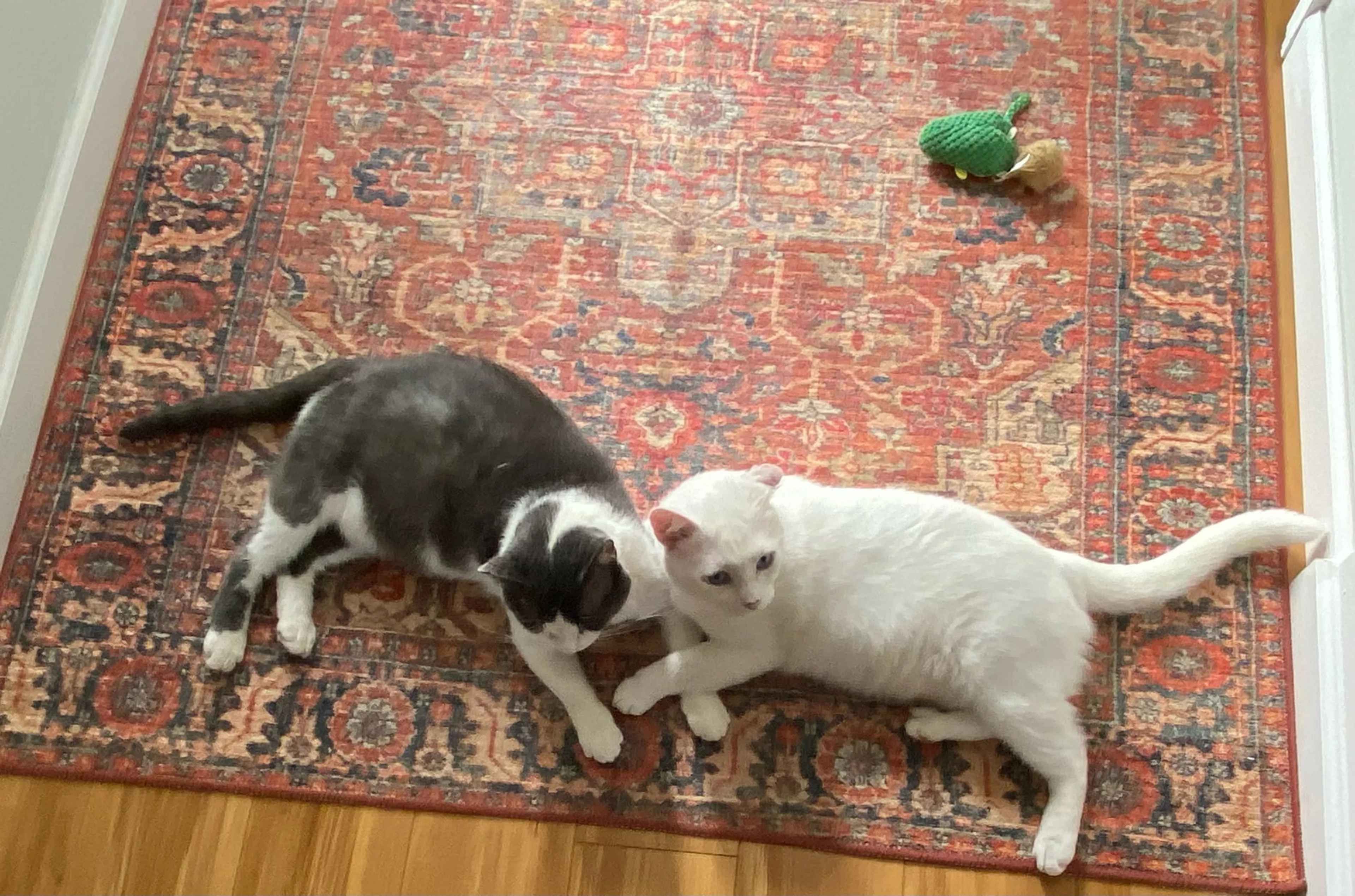 Found pet-6