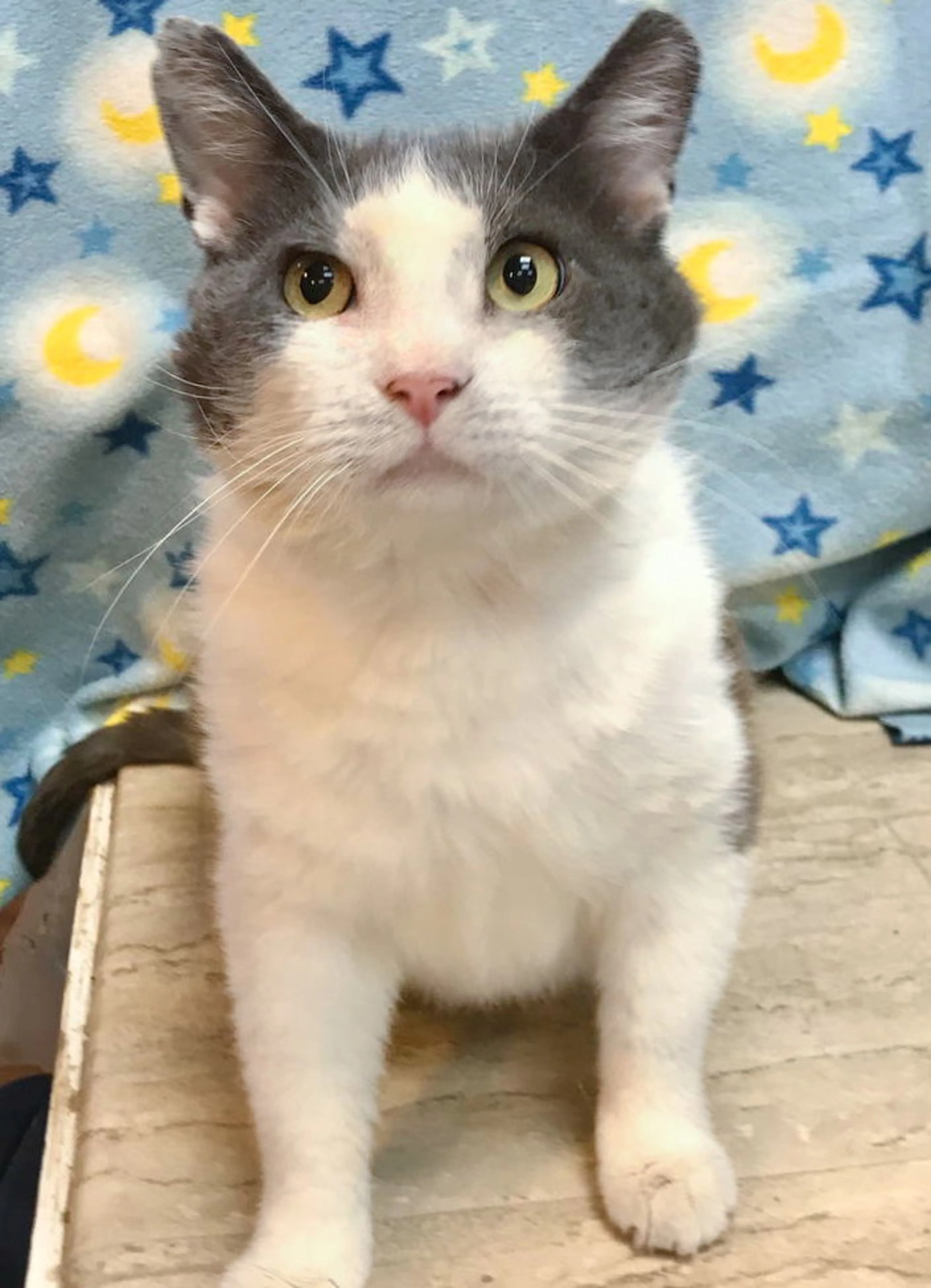 Found pet-3