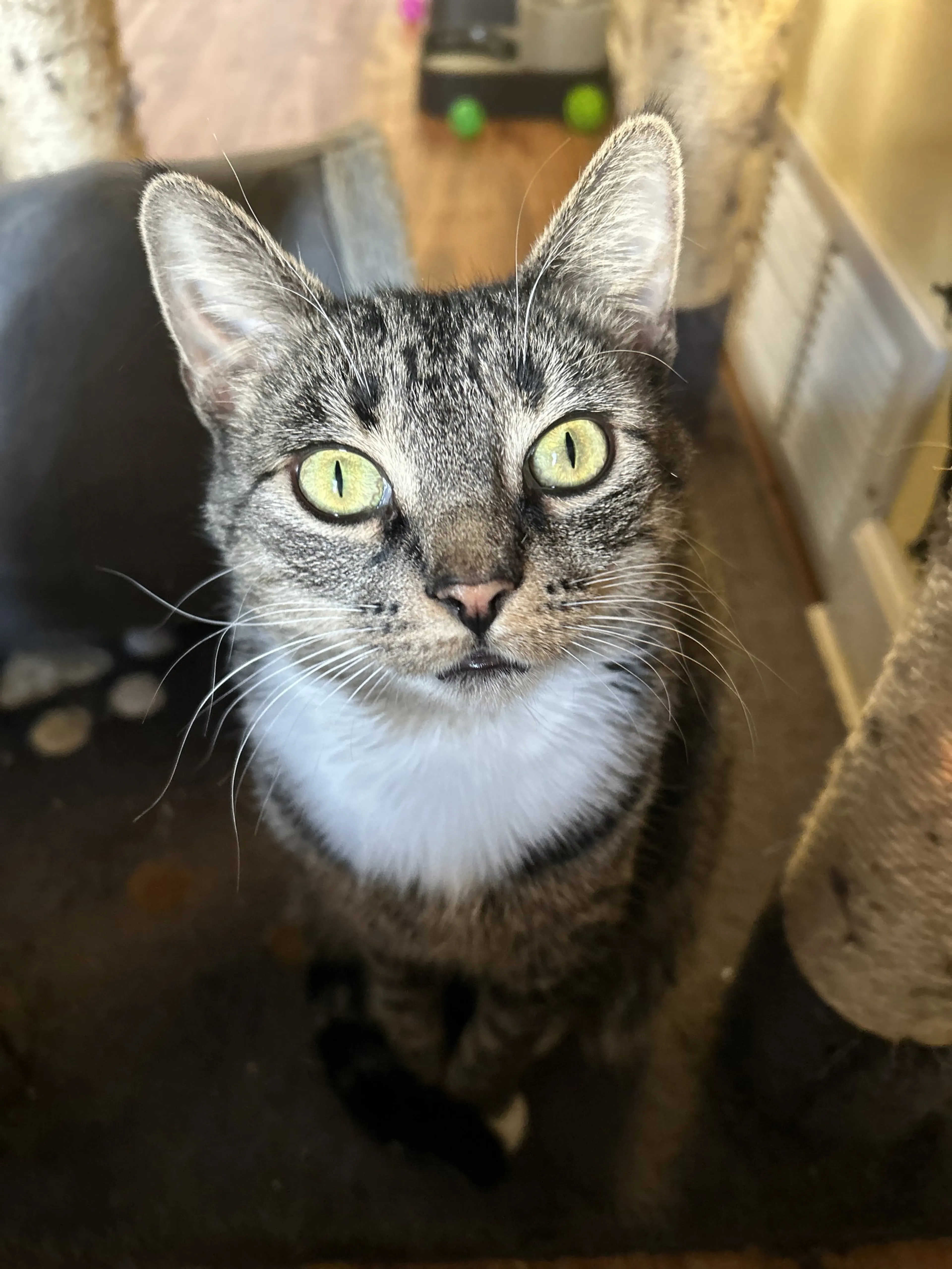 Found pet-1