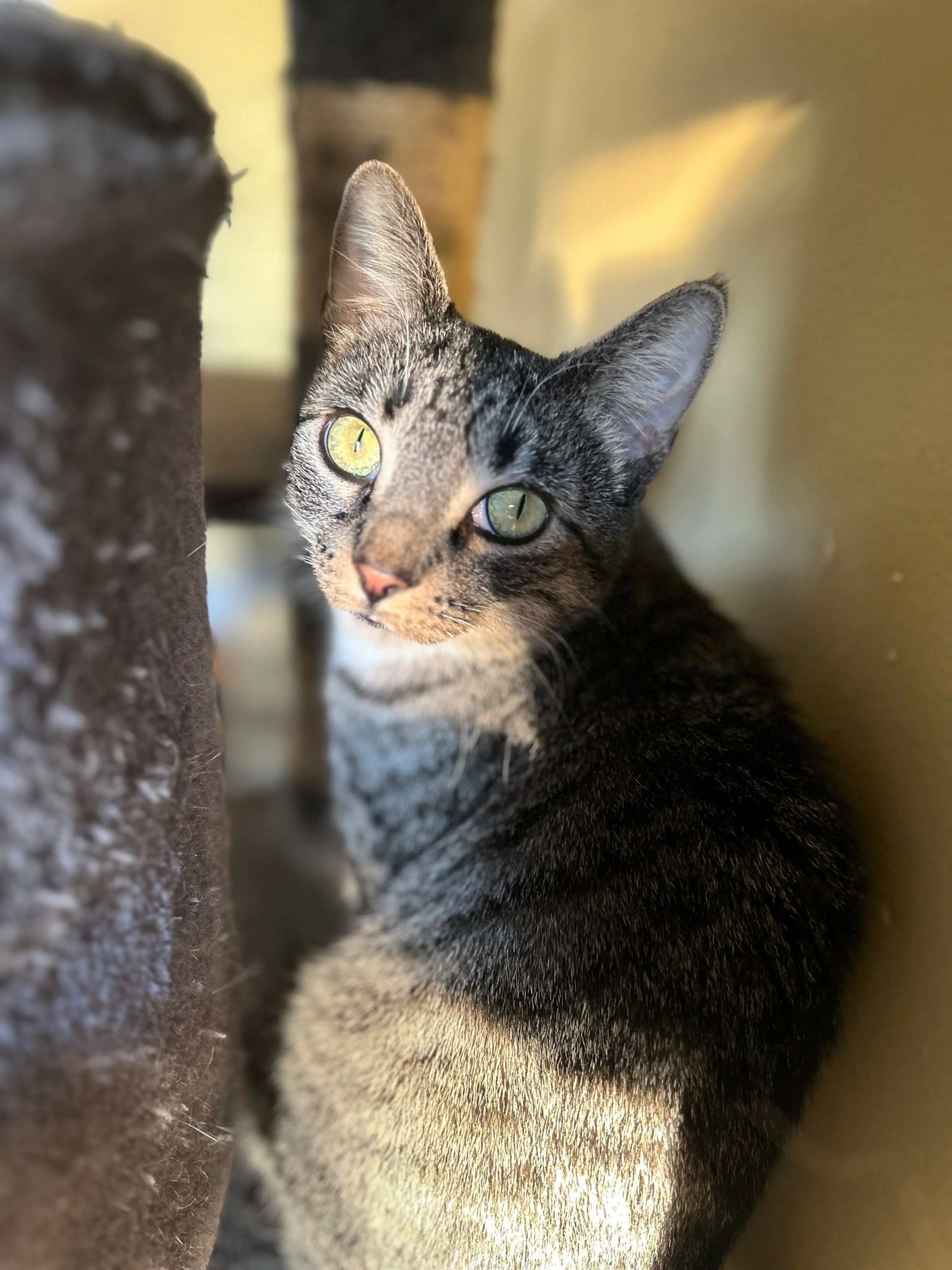 Found pet-2