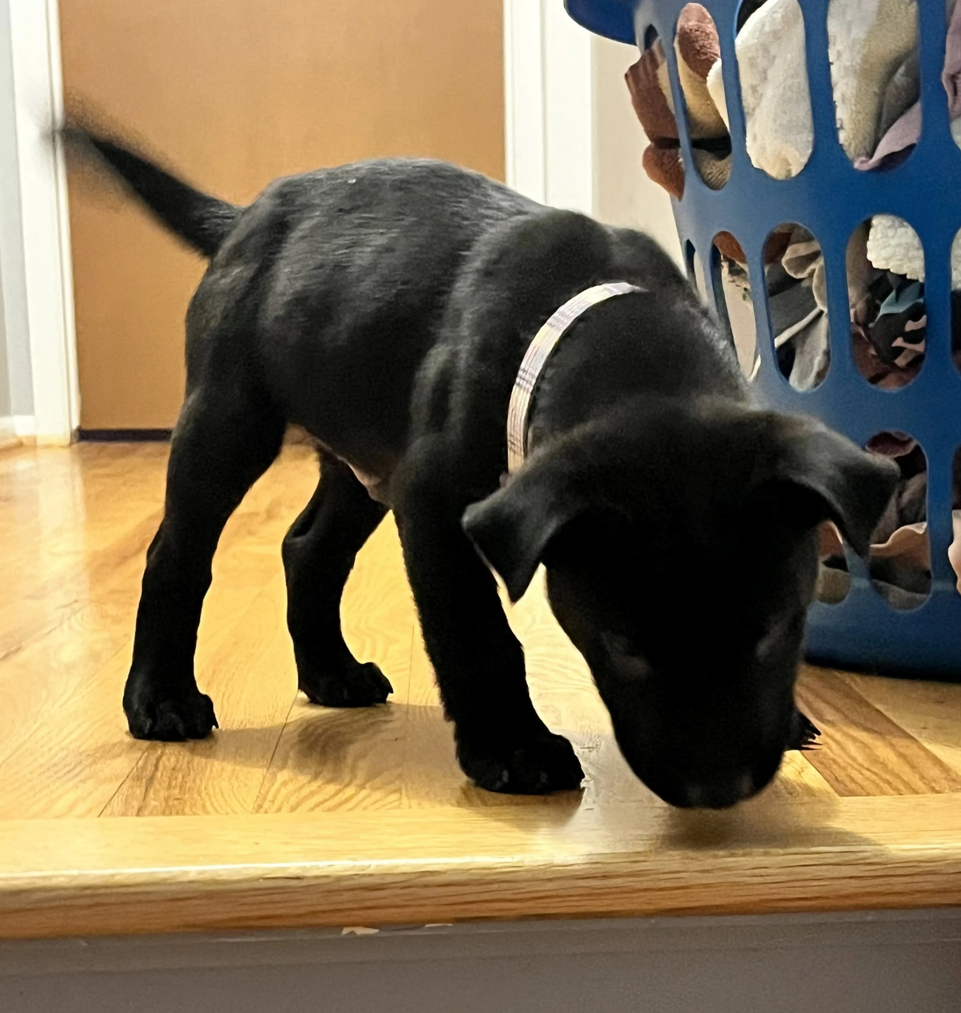 Found pet-22