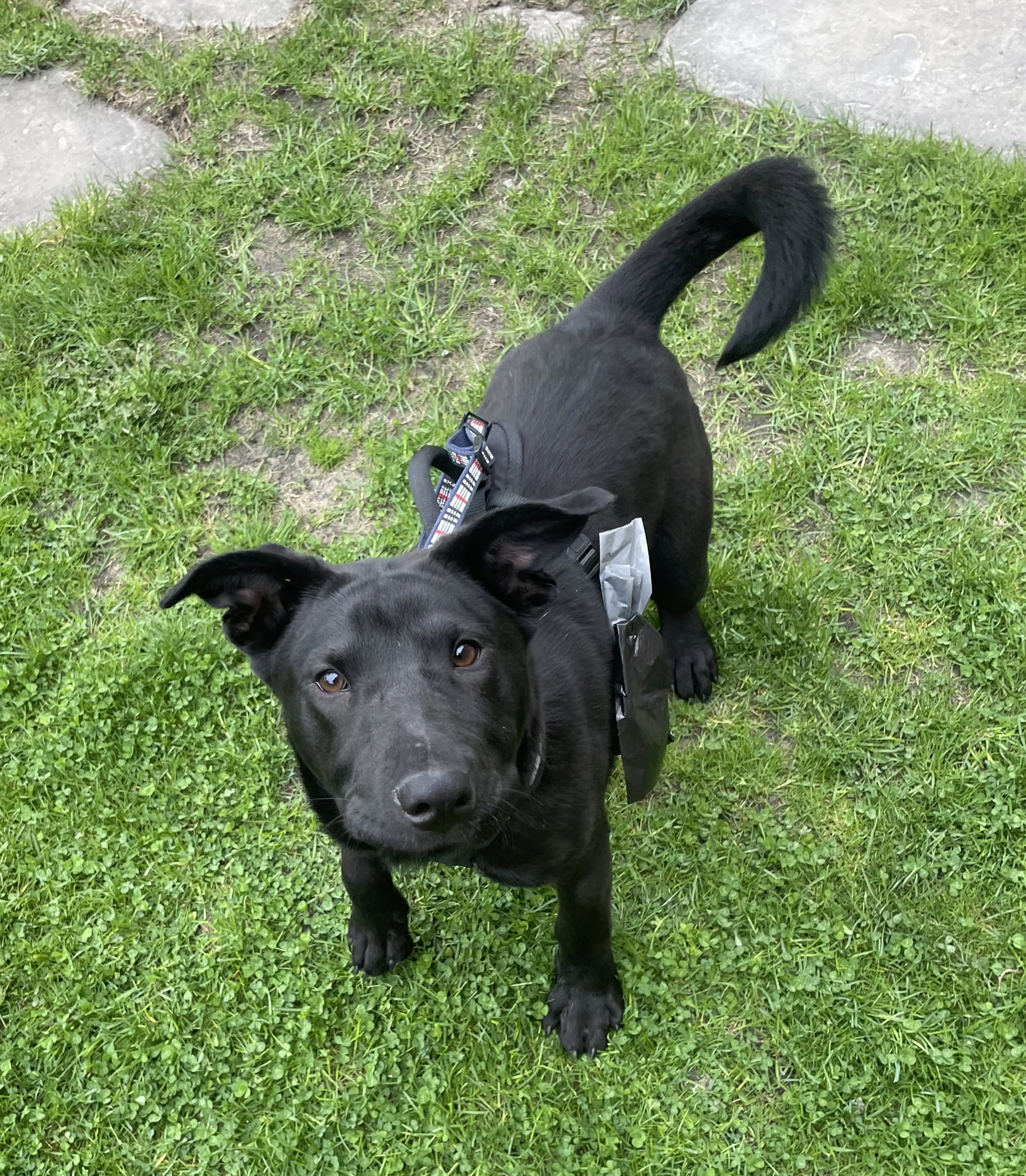 Found pet-6