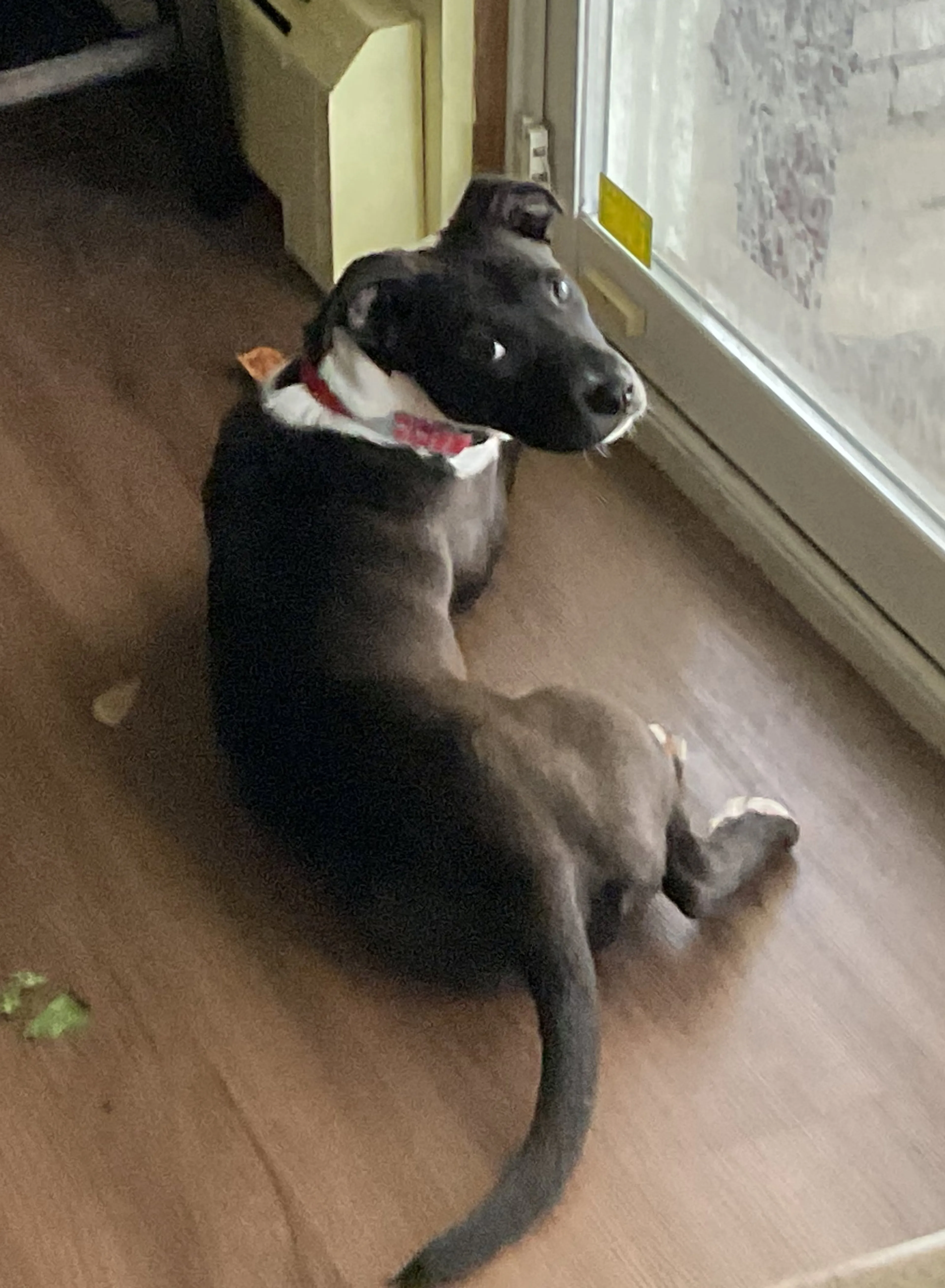 Found pet-15