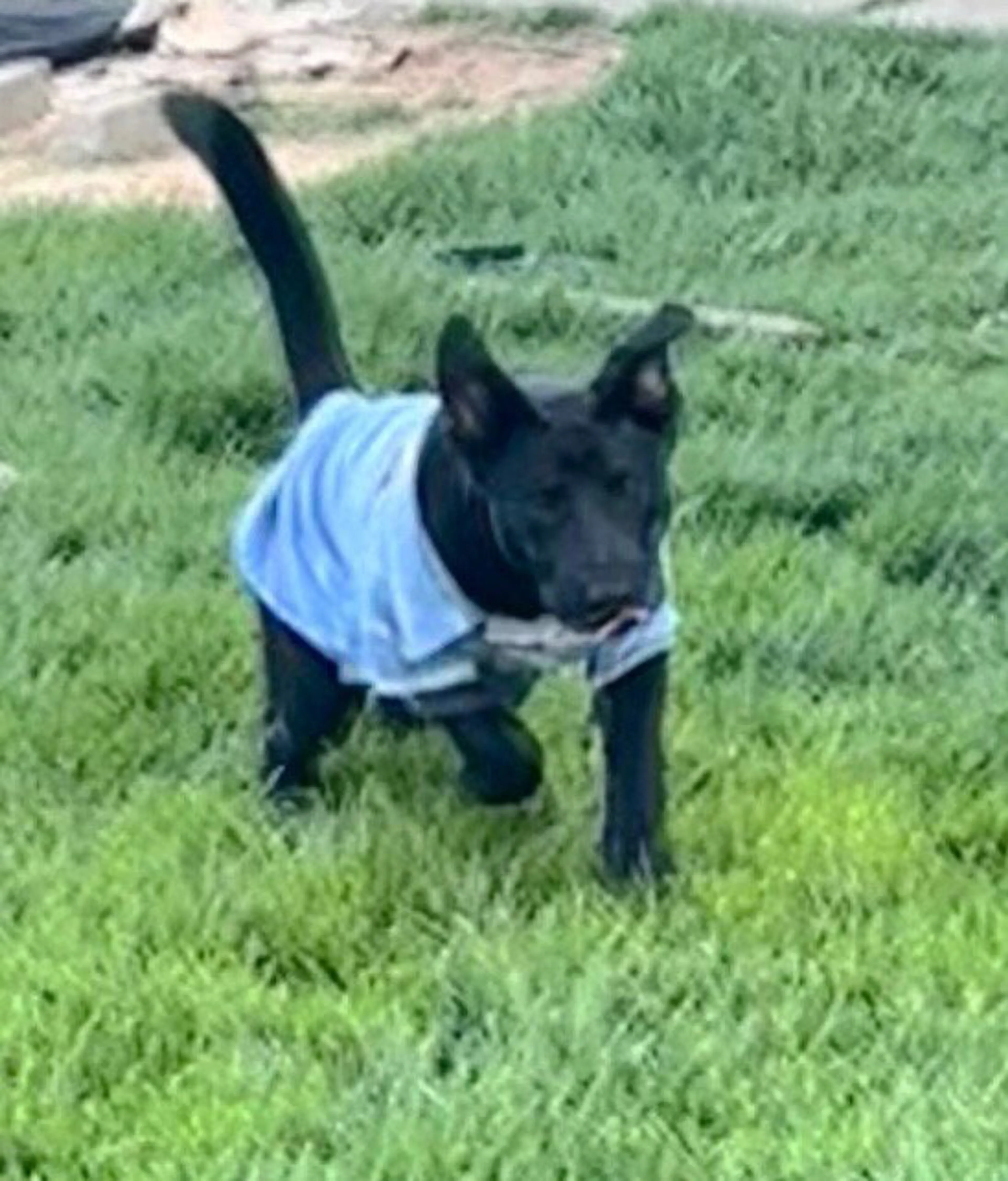 Found pet-14