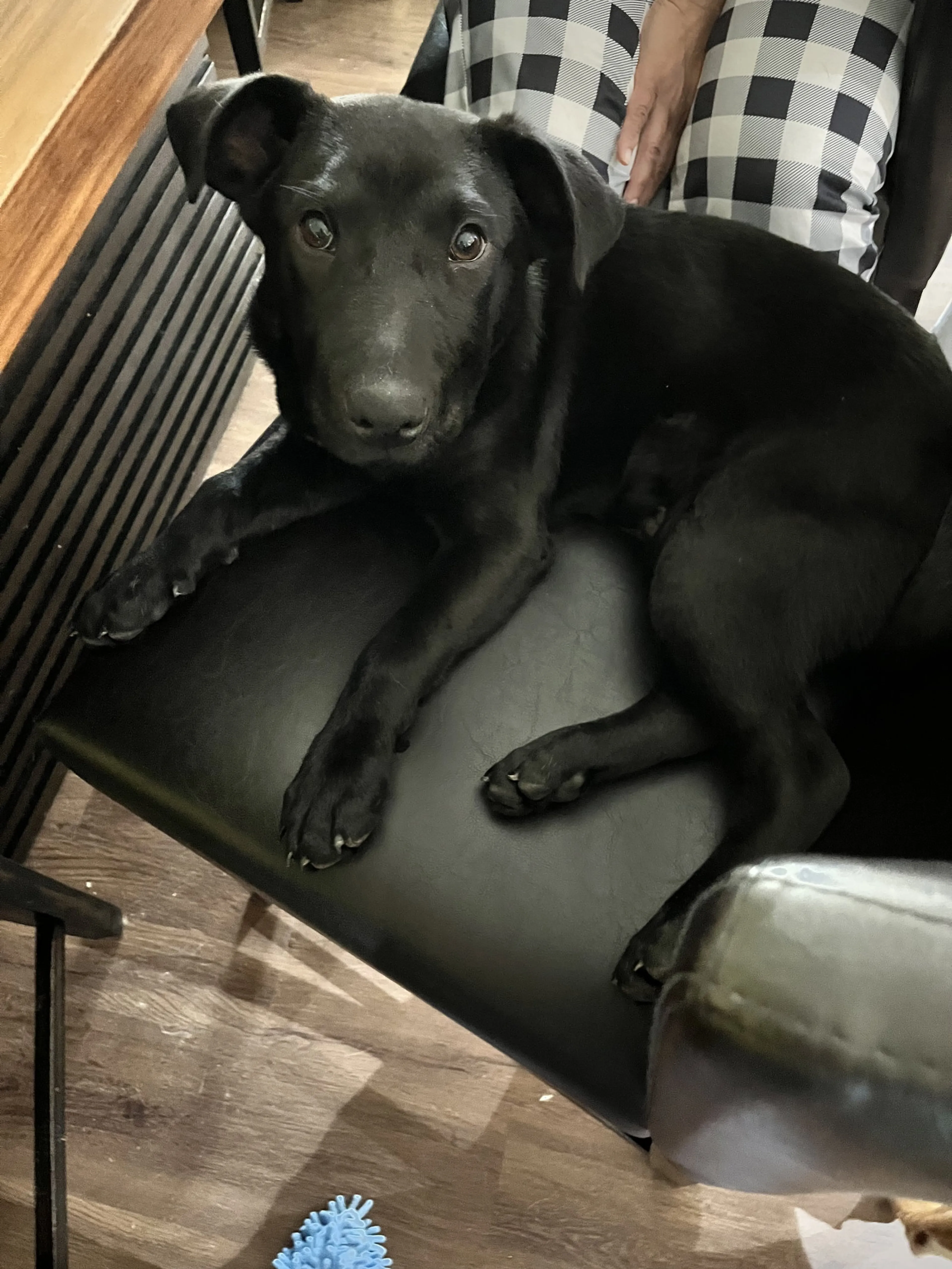 Found pet-18