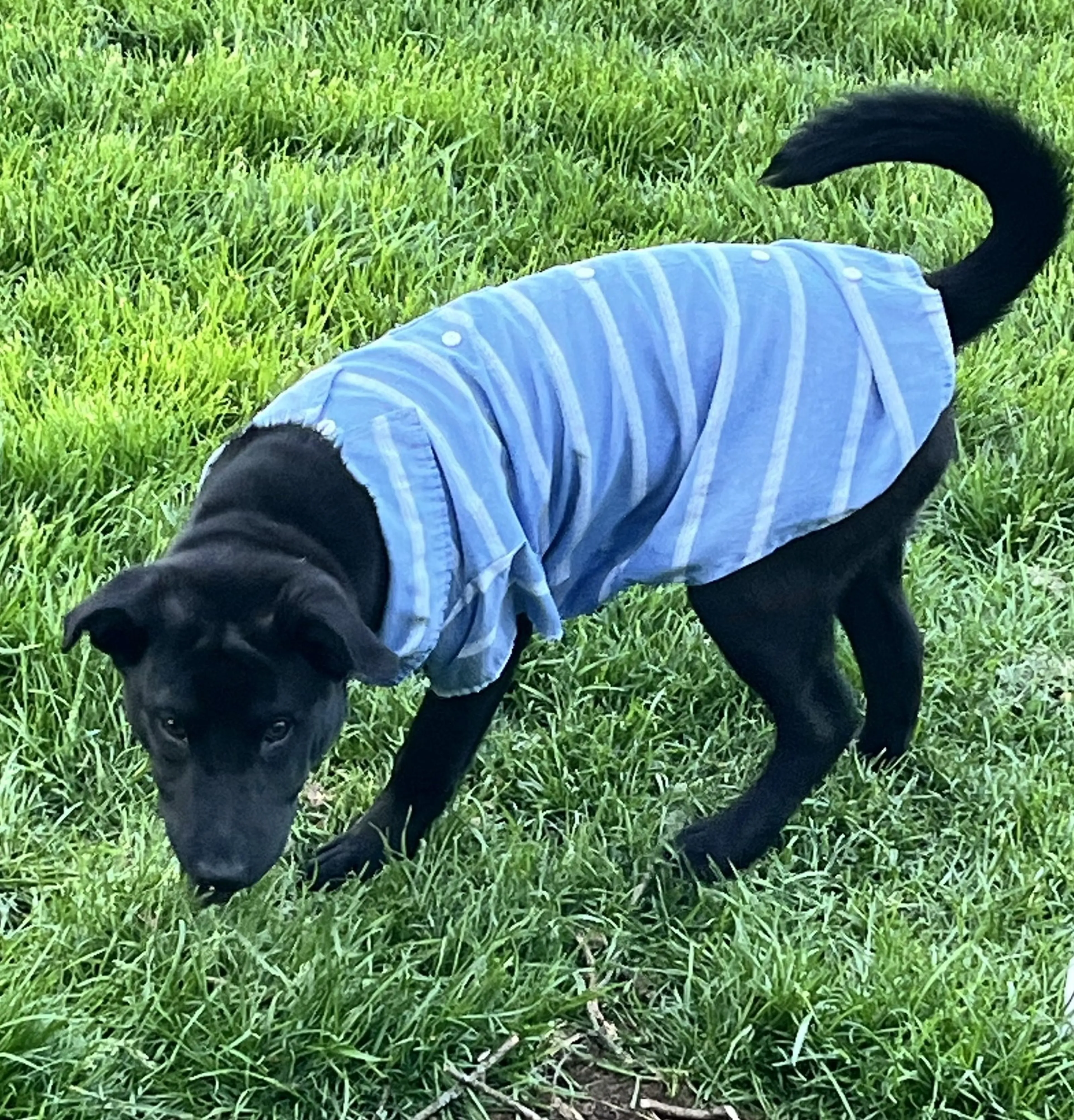 Found pet-12