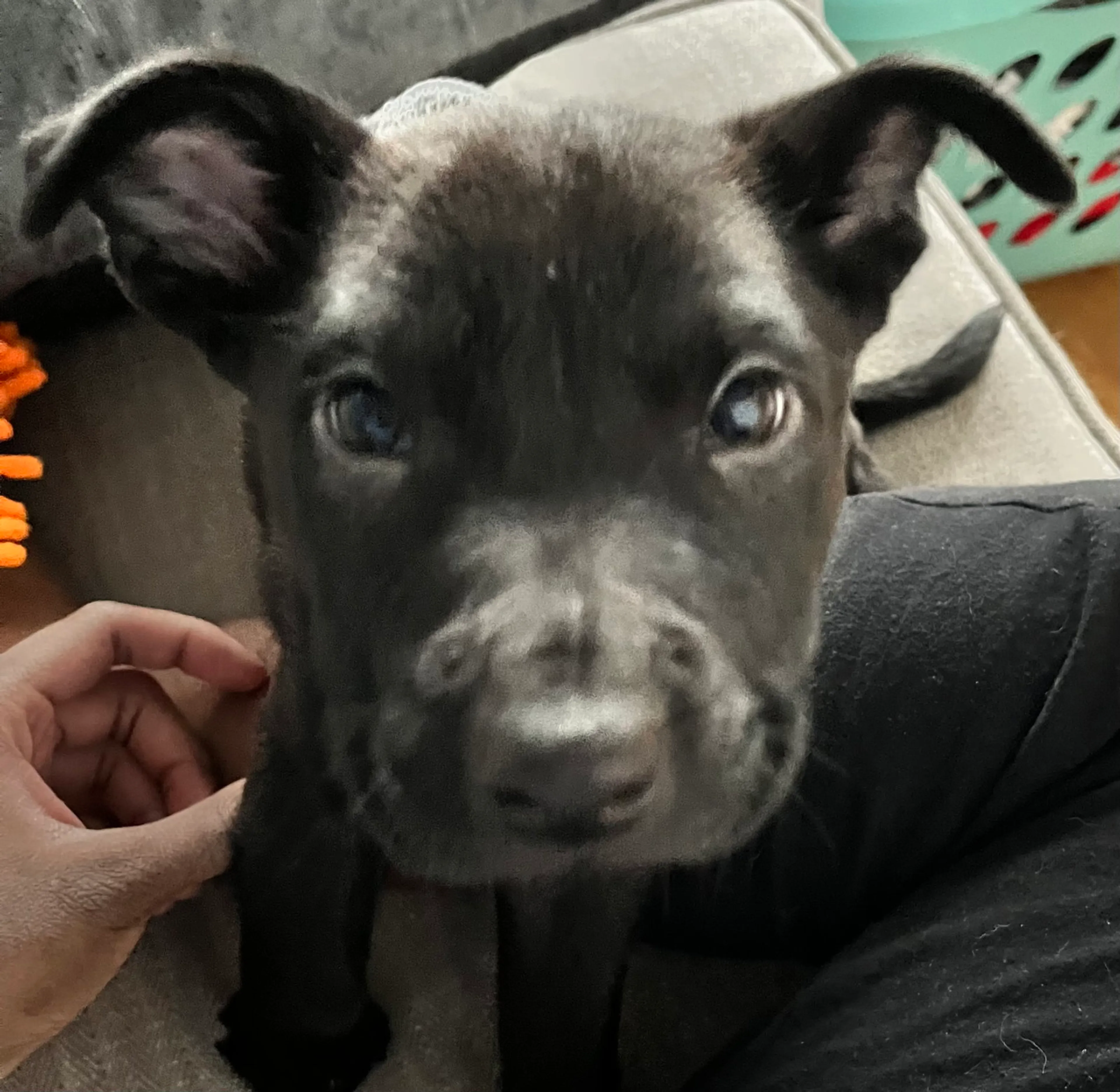 Found pet-23