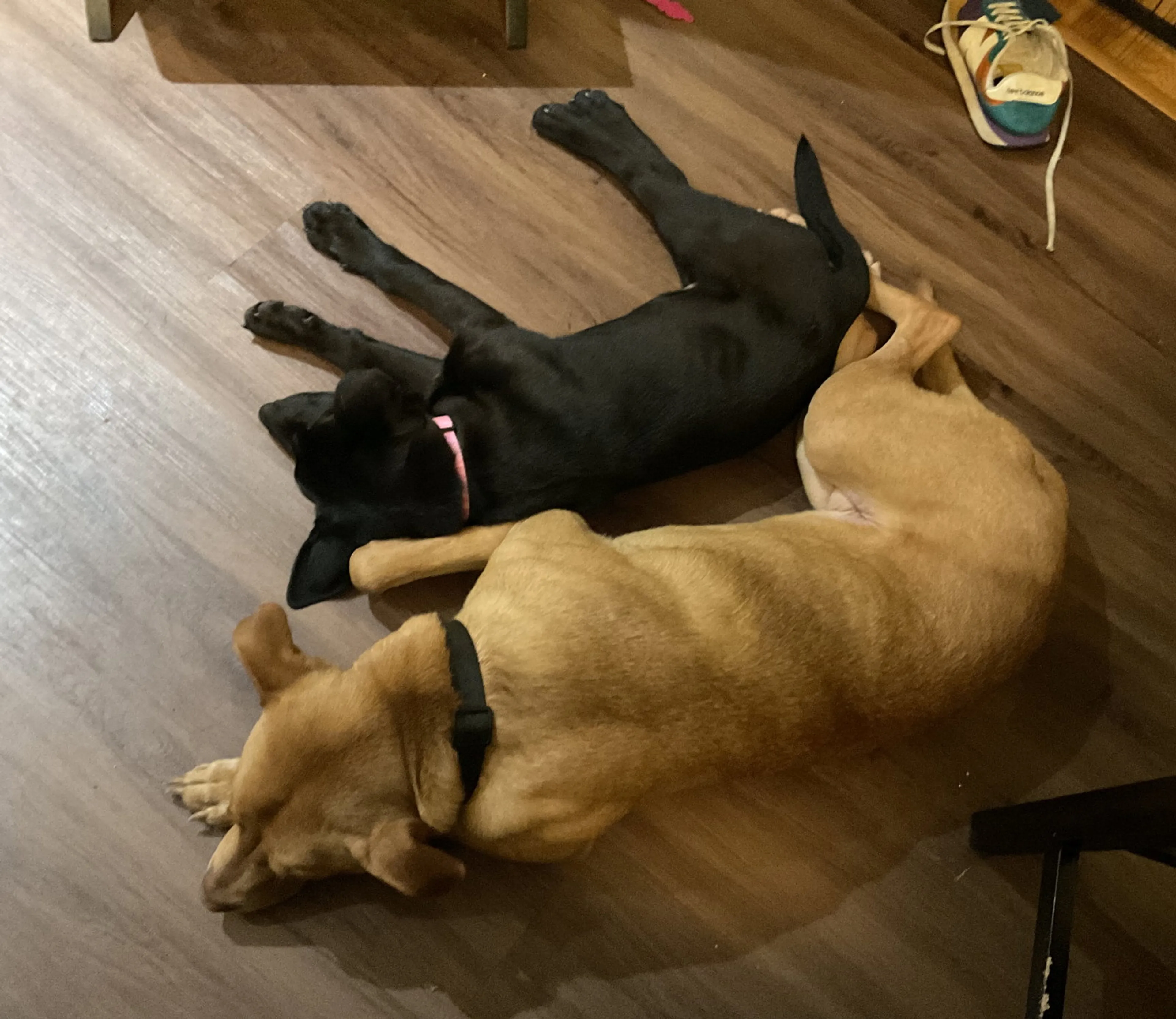 Found pet-17