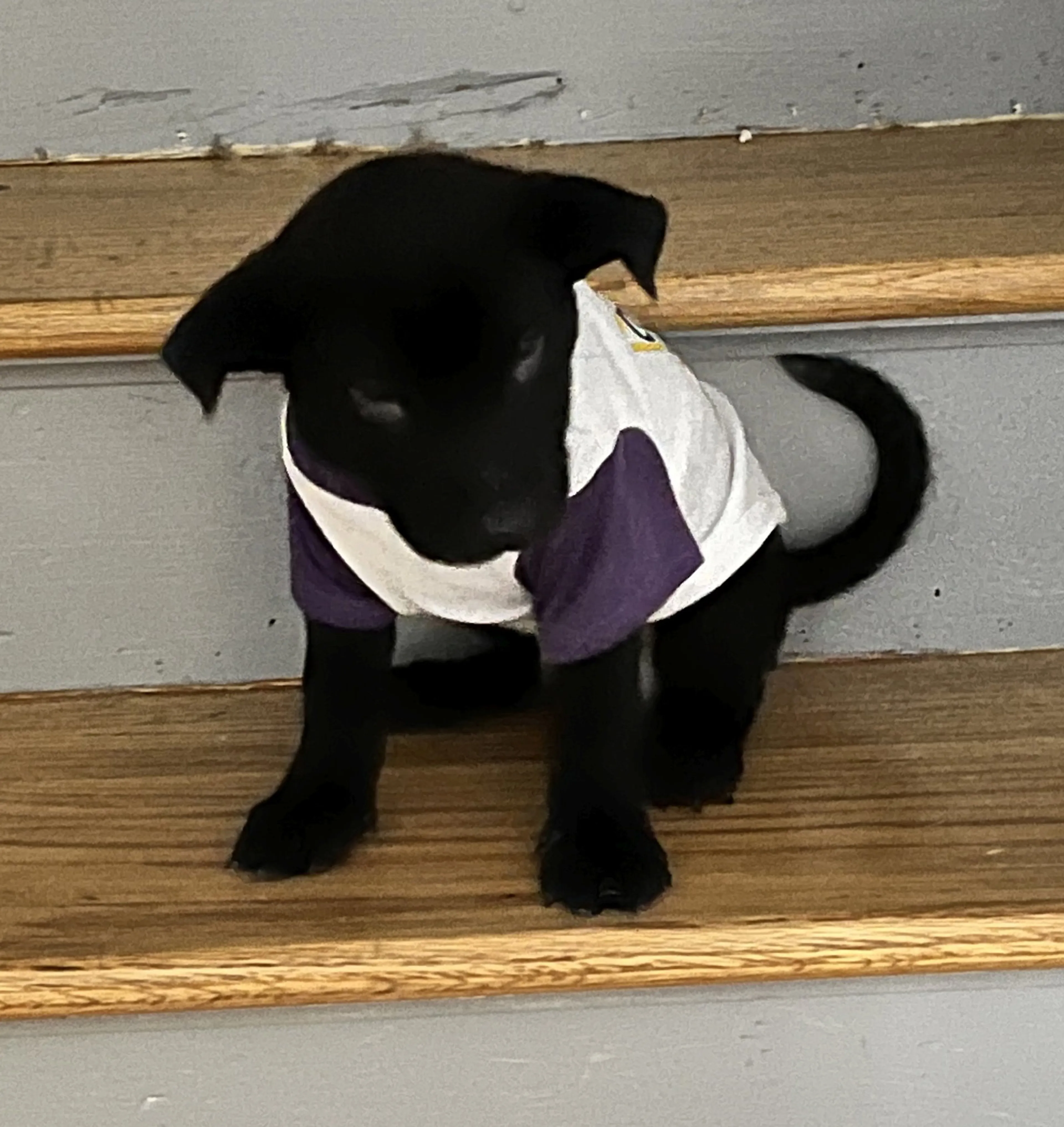 Found pet-24