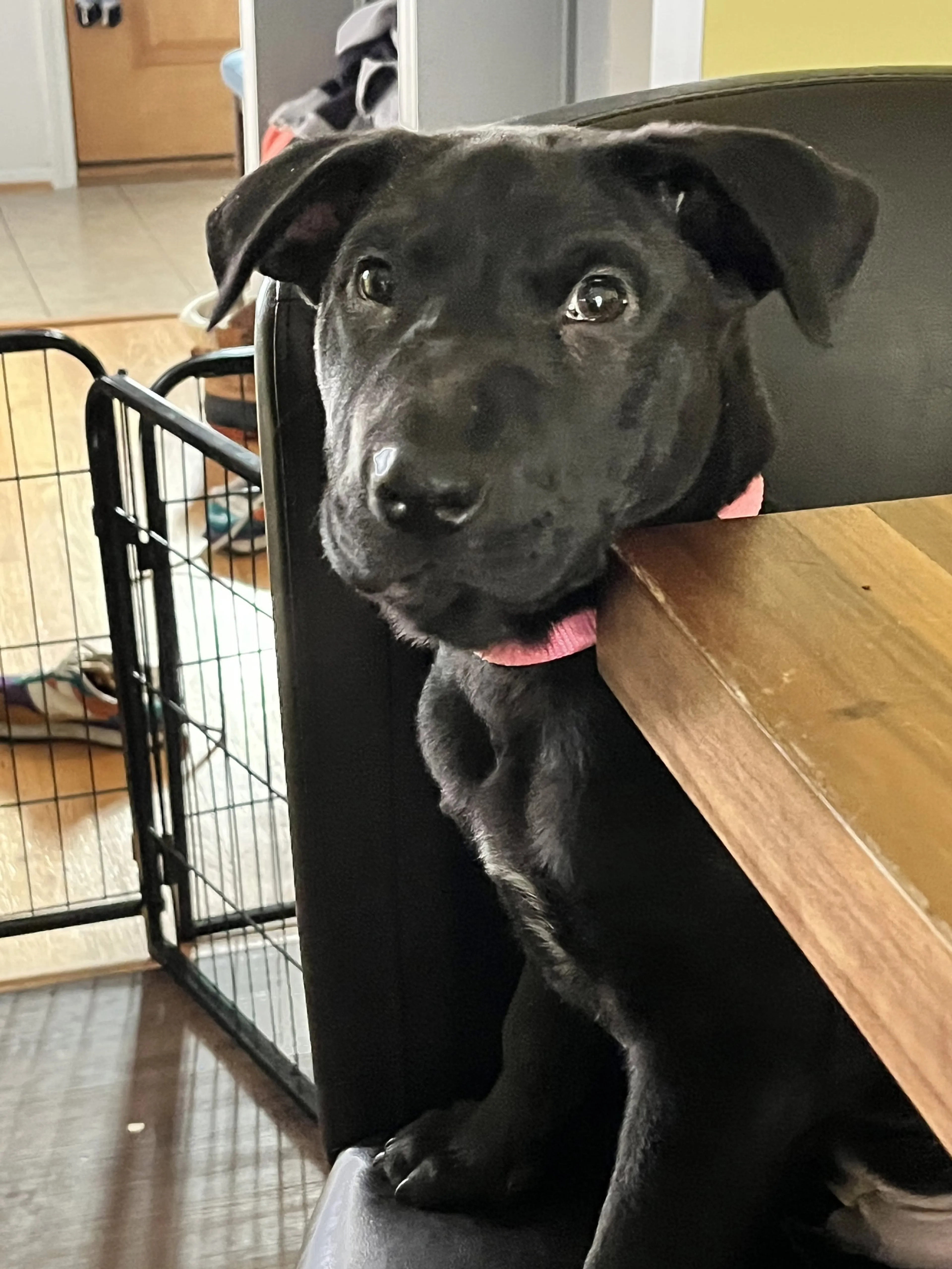 Found pet-16