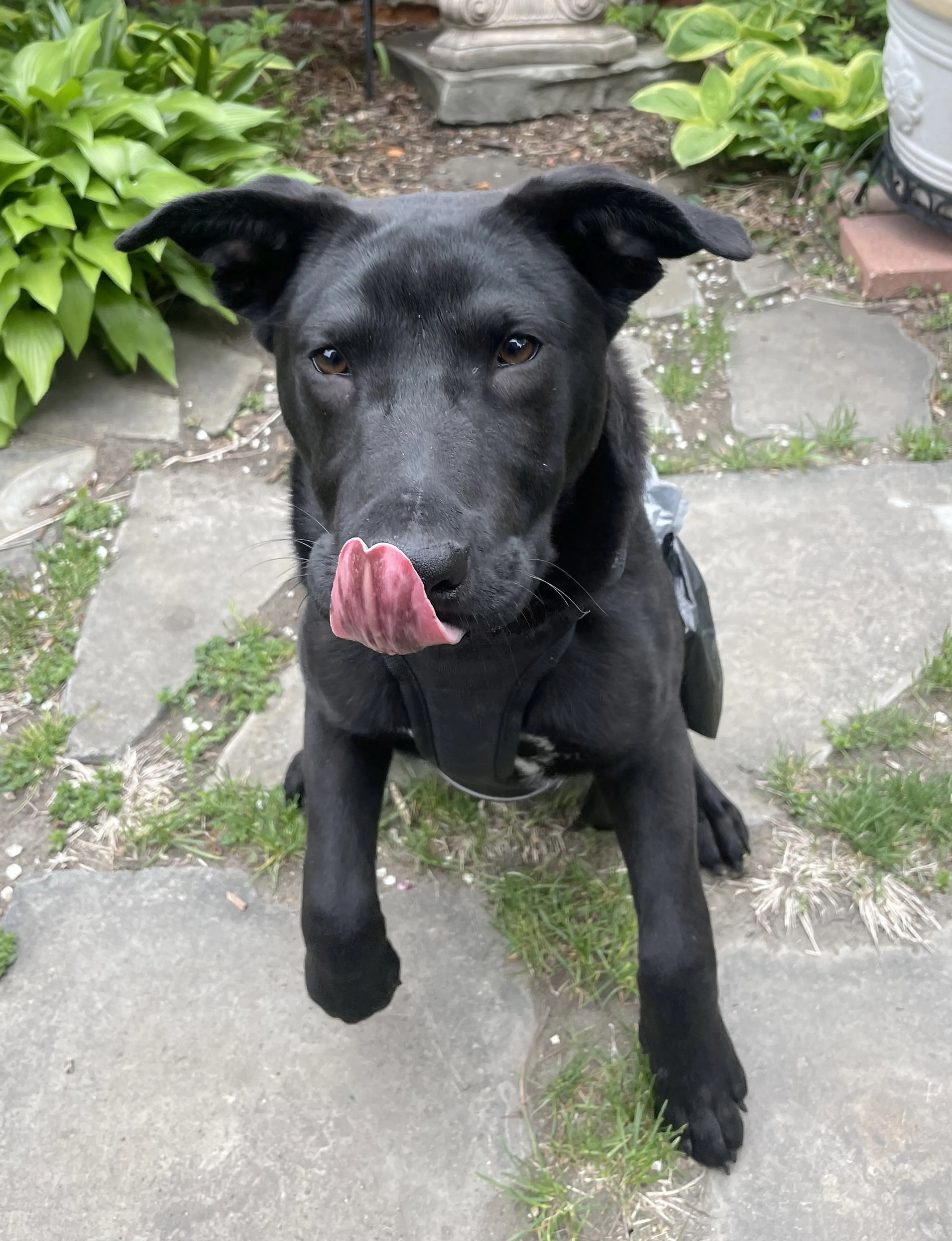 Found pet-8