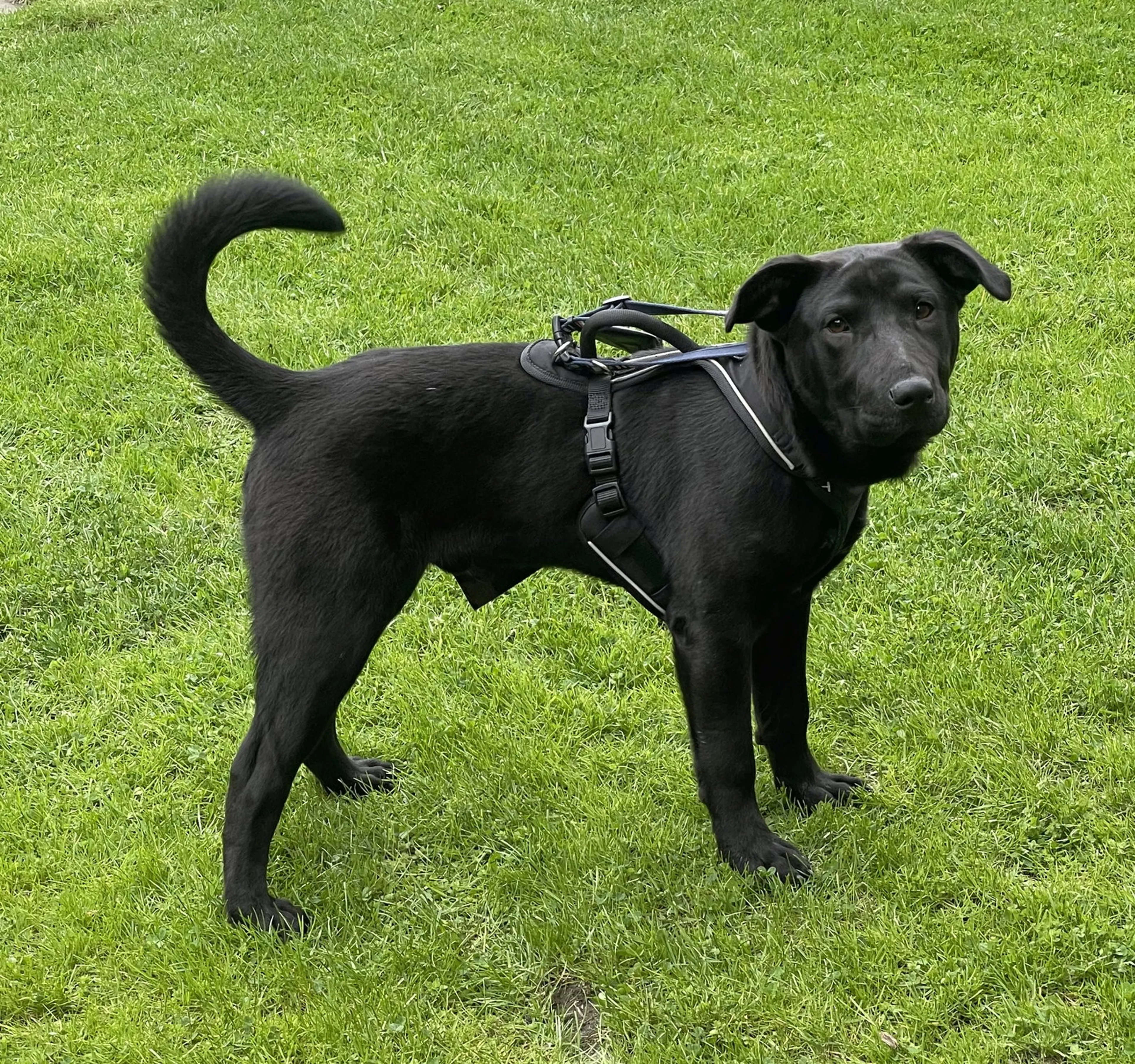 Found pet-5
