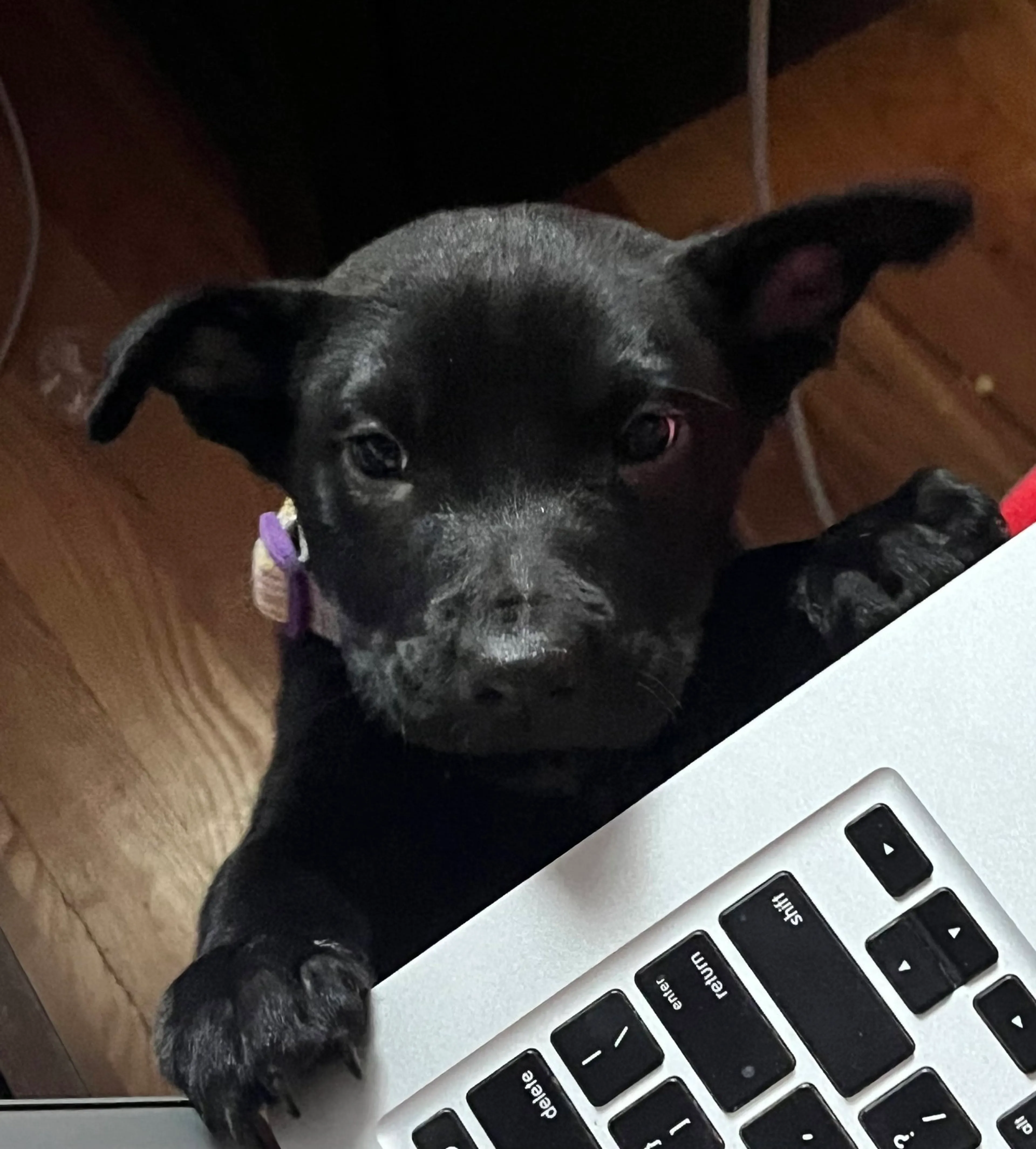 Found pet-20