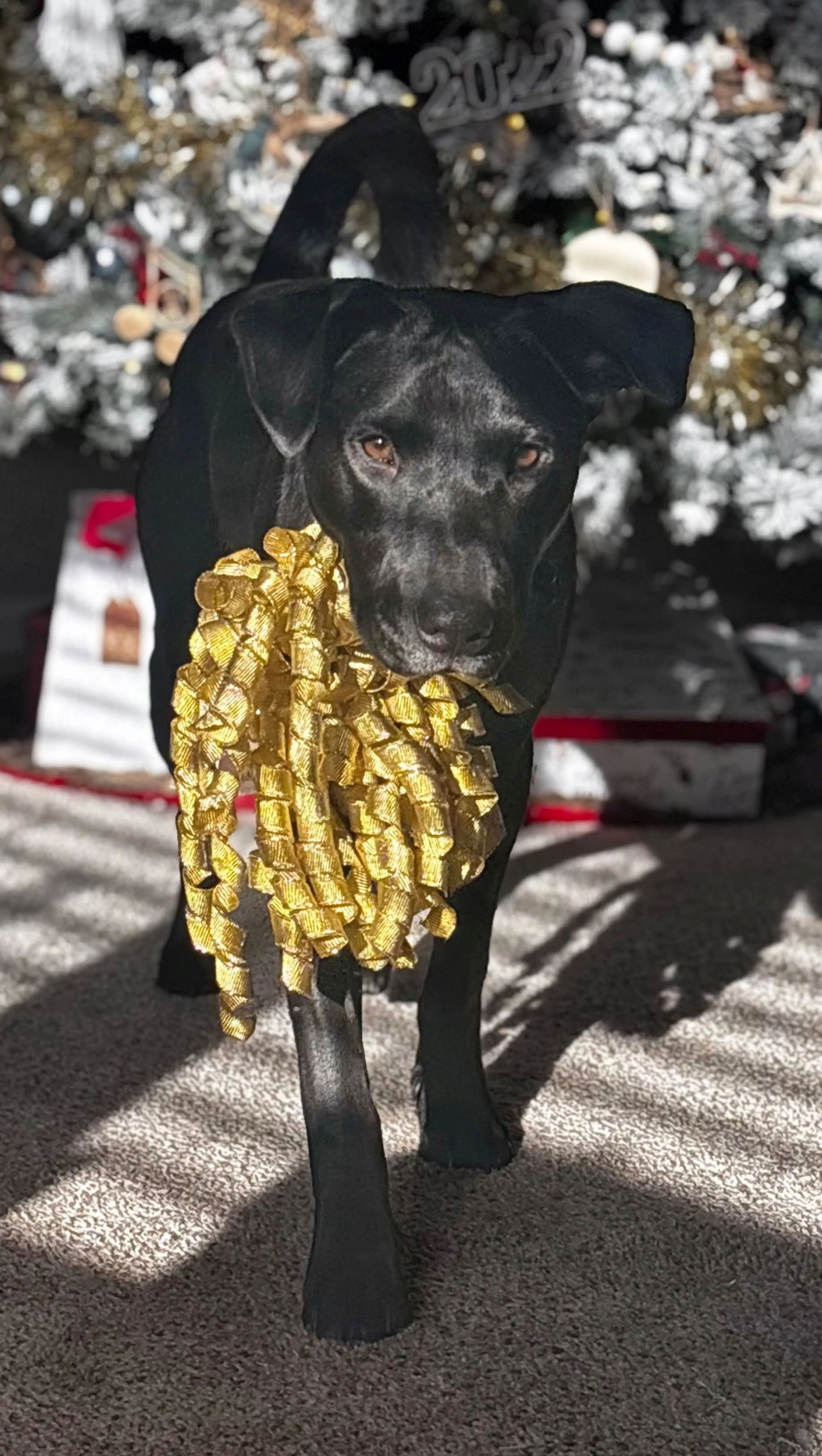 Found pet-4