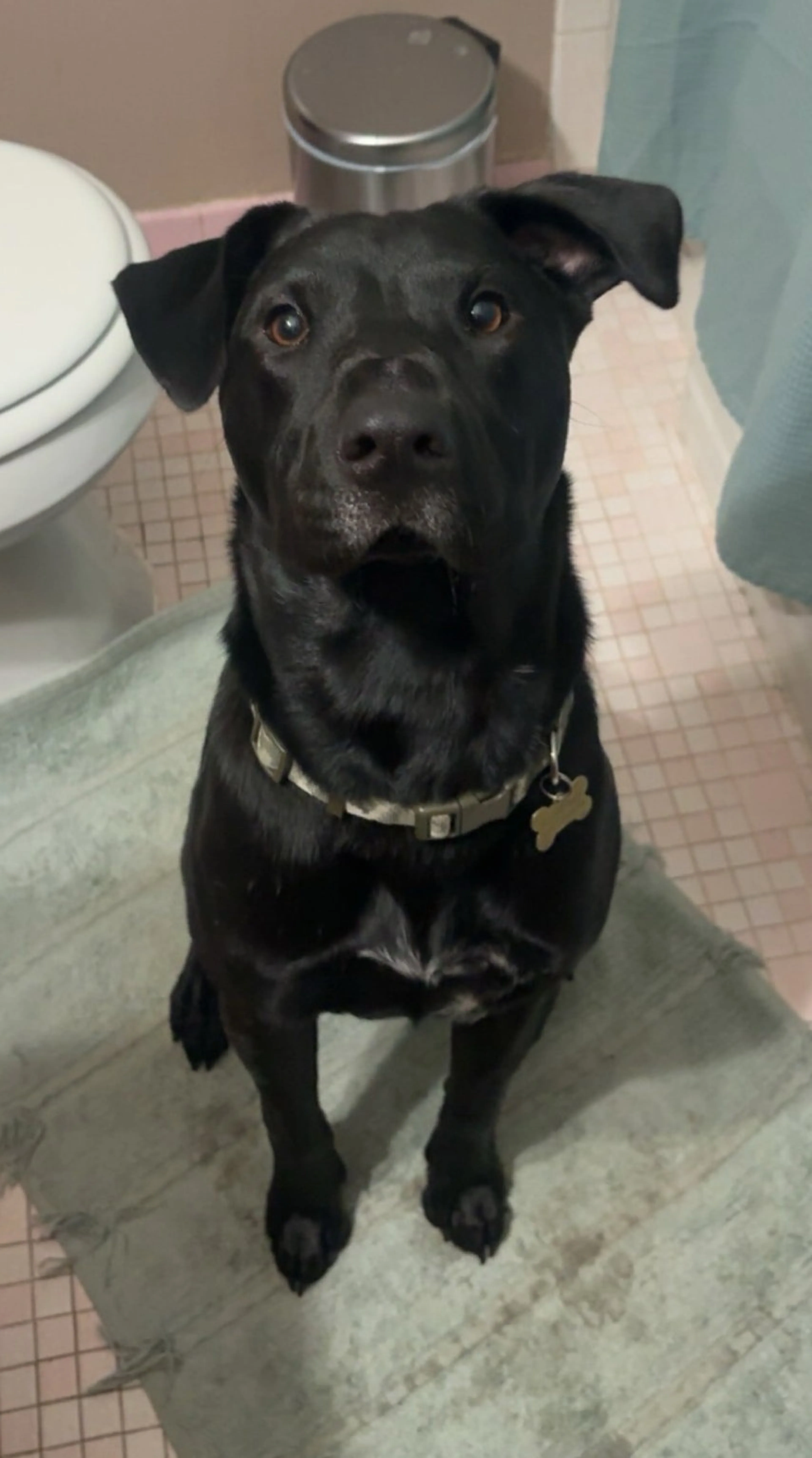 Found pet-1